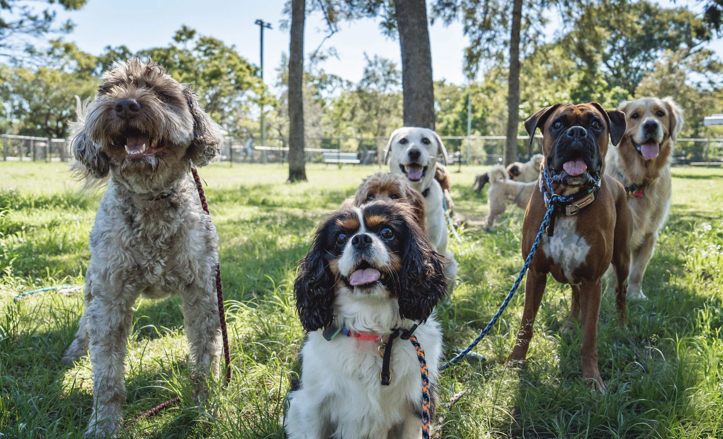 Separation Anxiety in Dogs: Why It Happens and How to Help Your Dog Feel Calm Alone