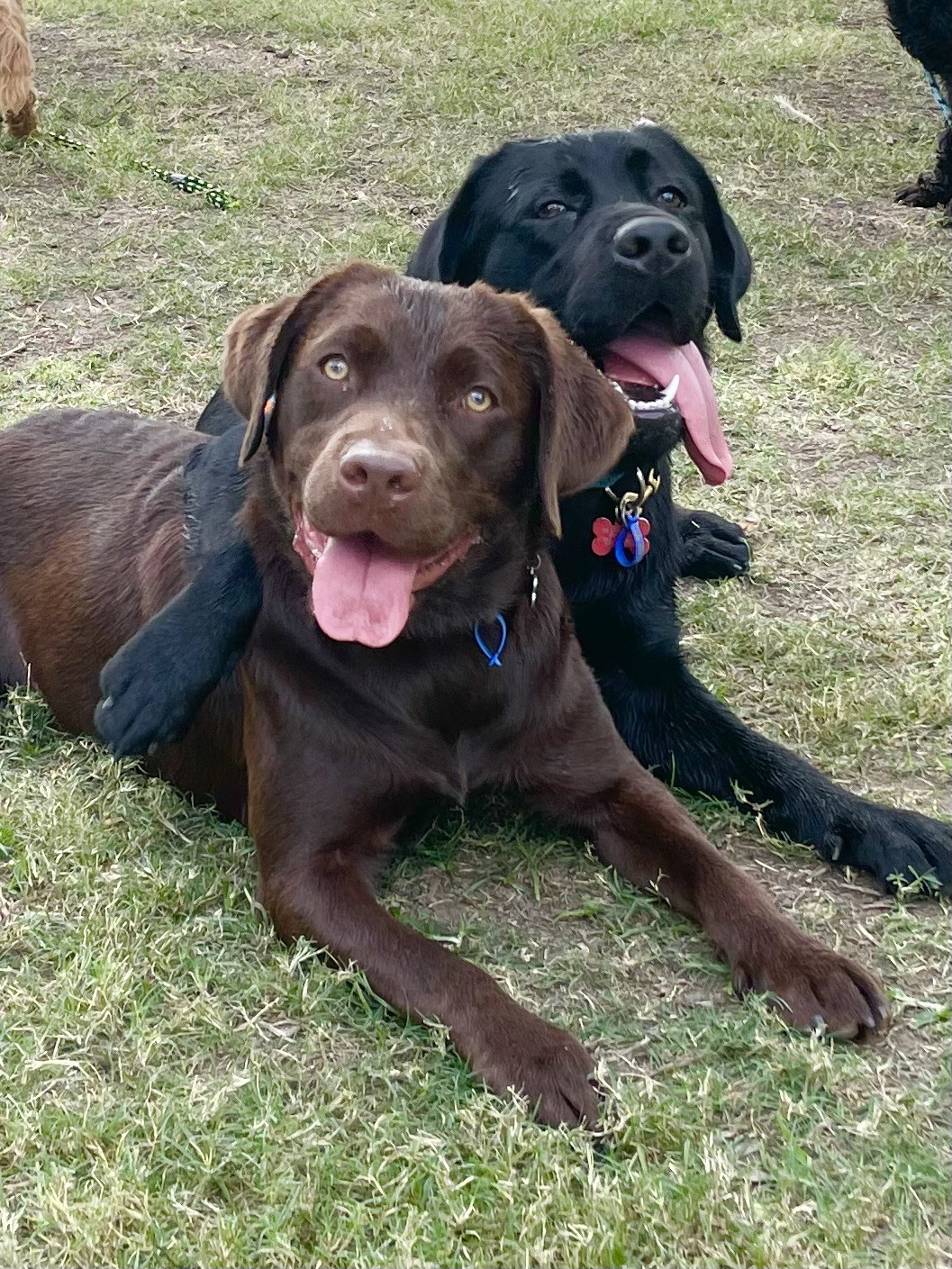 Sibling Syndrome: The Risk of Raising Two Puppies or Young Dogs Together