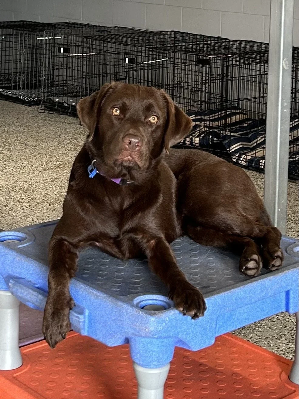 Chocolate Labrador Retriever dog lying on a blue elevated platform inside a kennel room with empty wire crates in the background.