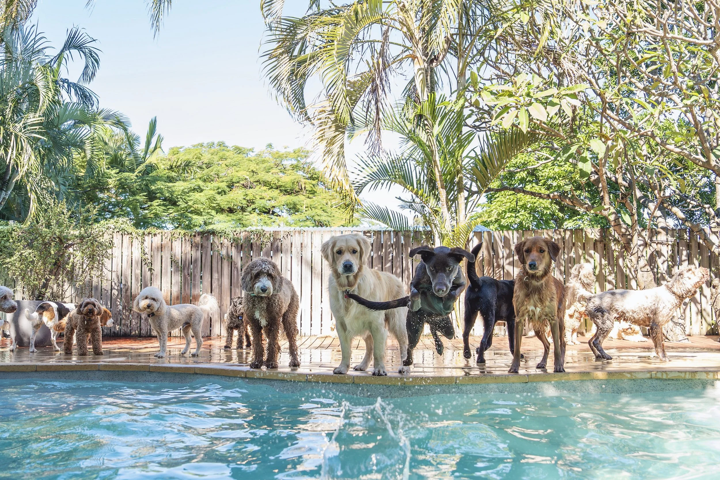 Group of dogs standing at the edge of a swimming pool with lush green trees and a wooden fence in the background.