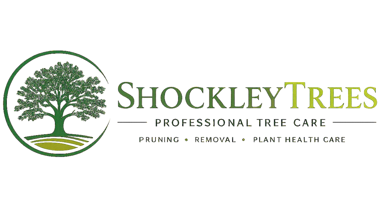 ShockleyTrees