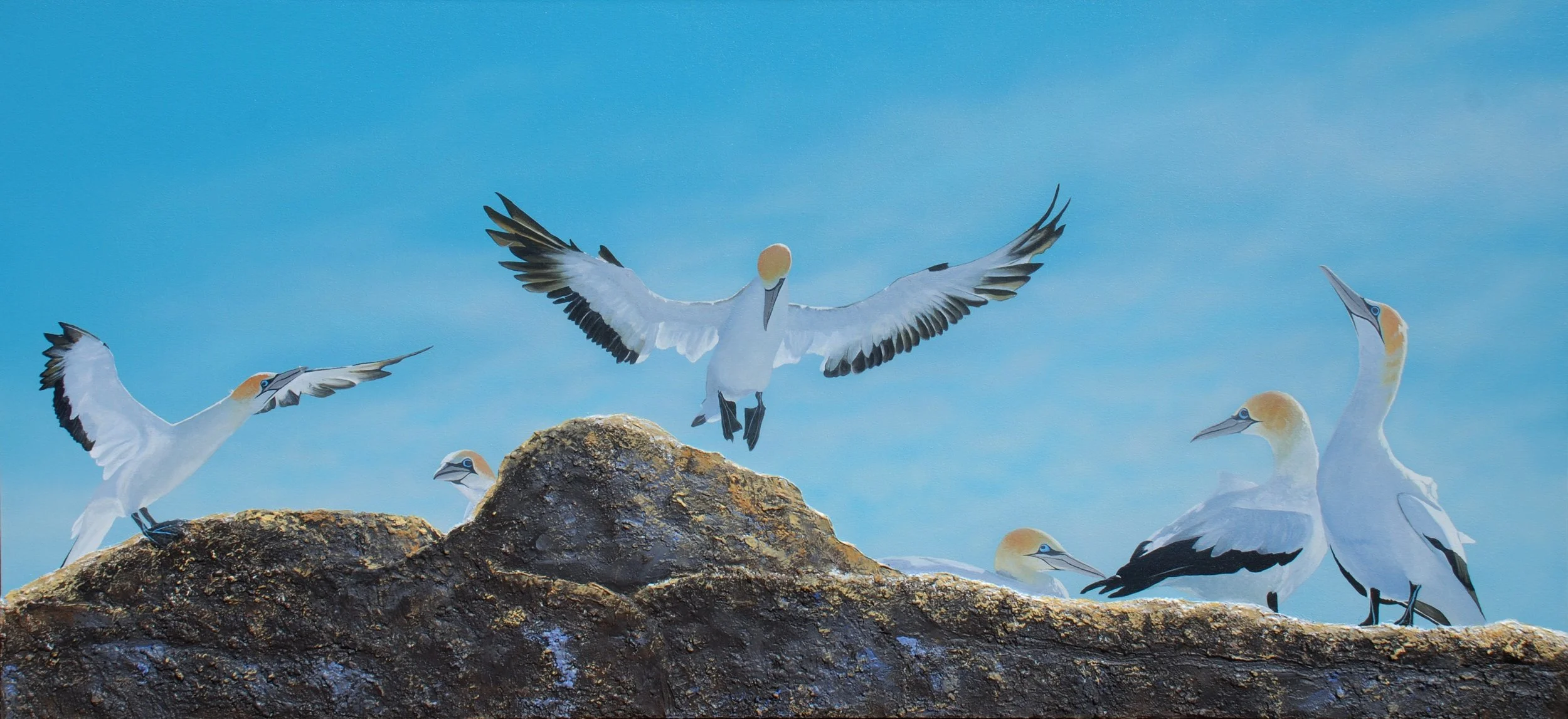 Gannets_Of_Black_Reef_(Cape_Kidnappers).JPG