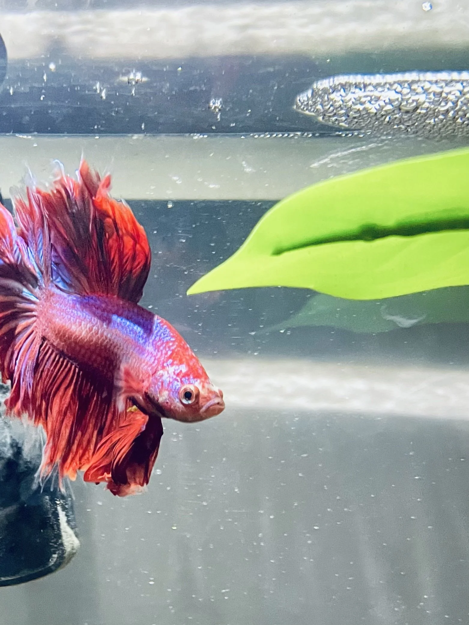 Close-up of a red betta fish swimming in an aquarium with green plant leaves and bubbles.