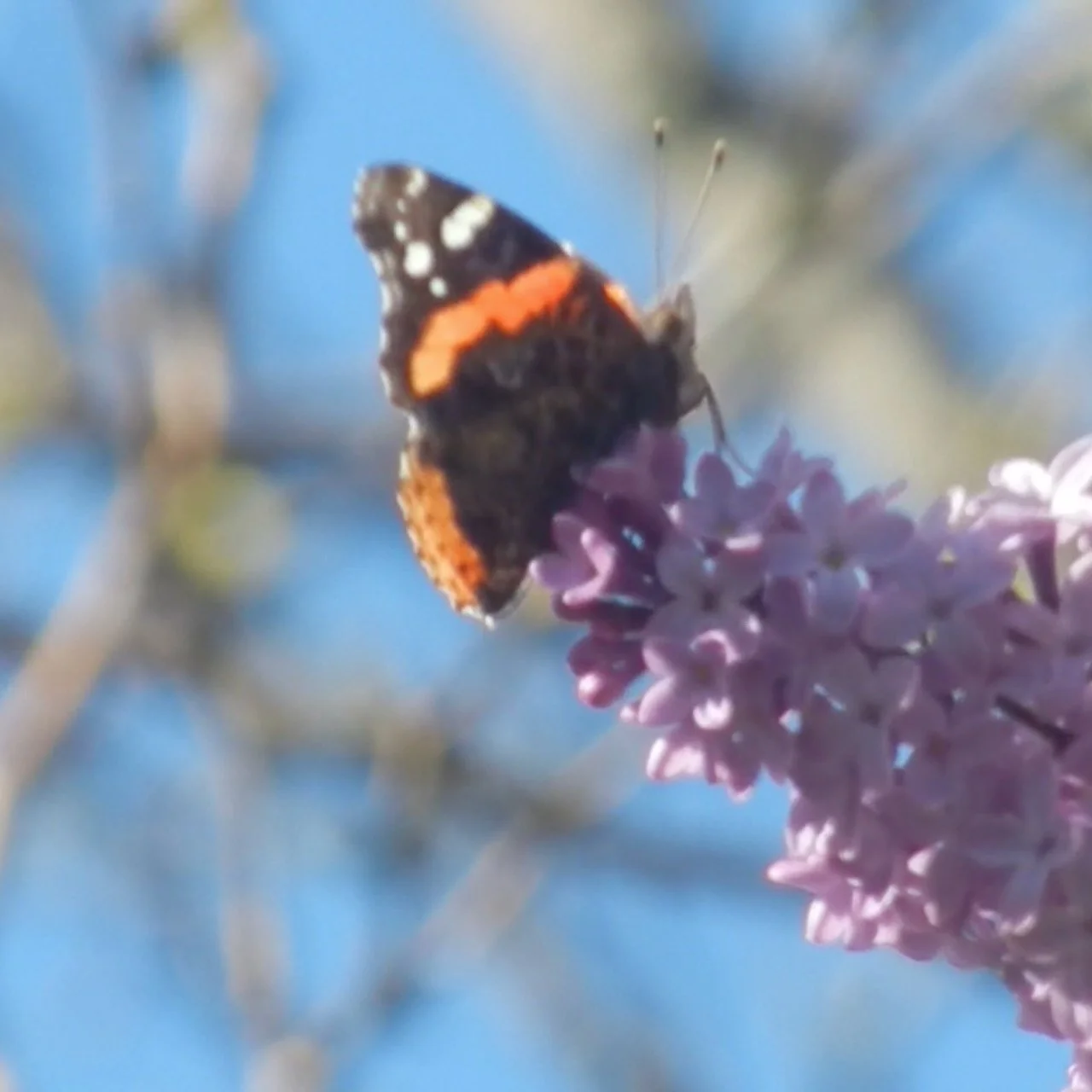 A butterfly with black, orange, and white markings perched on a purple flower against a blurred blue sky background.