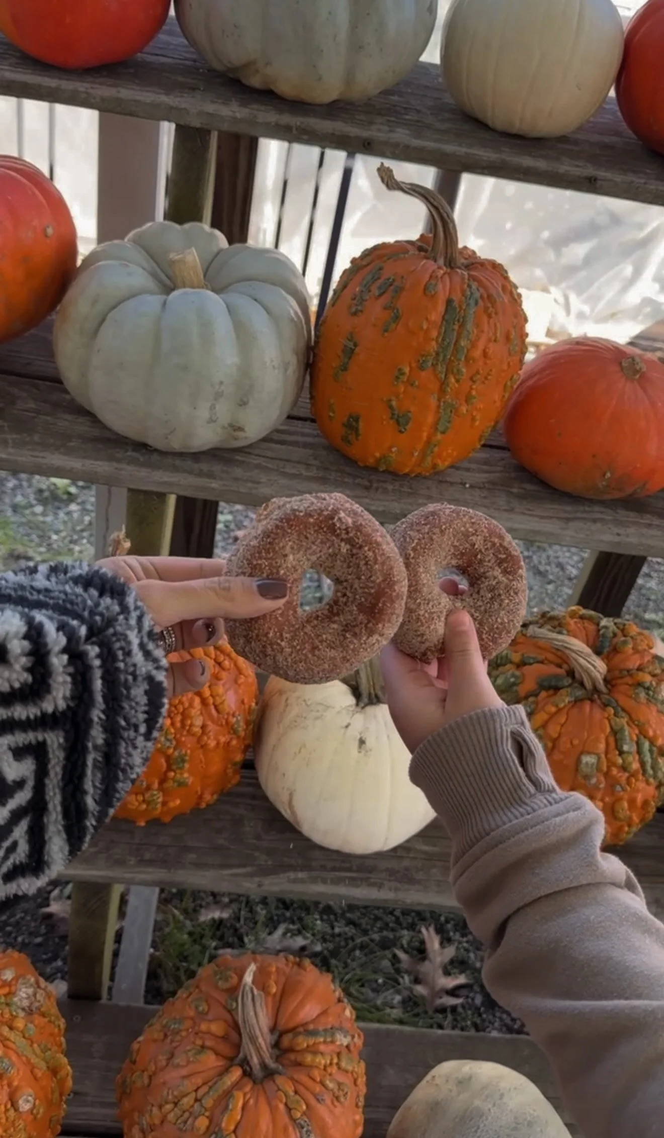 apple cider donuts .JPG