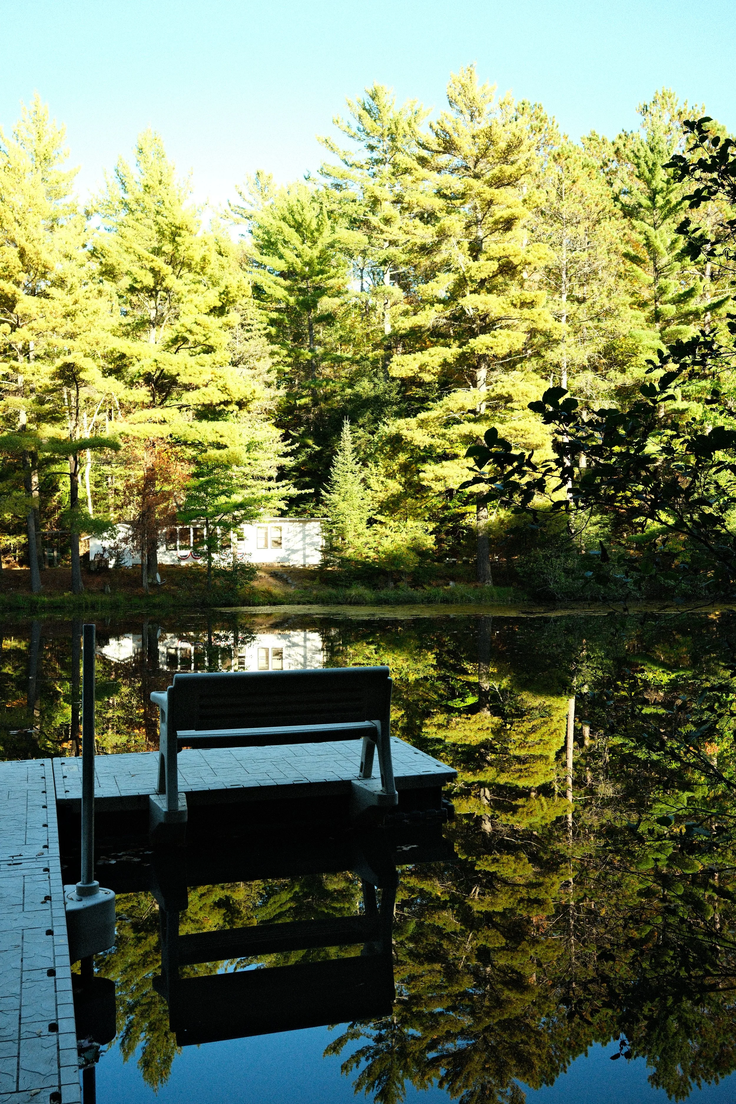 lakefront-trees.JPG