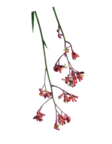 A sprig of pinkish flowers with small clusters hanging from thin green stems.