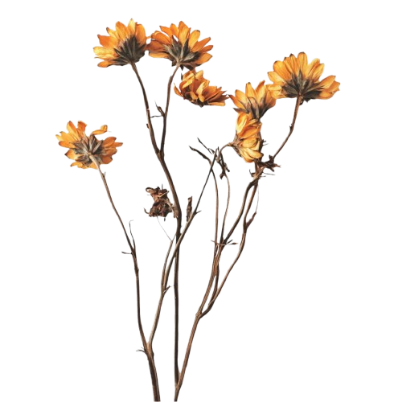 Dry flower stem with yellowish-orange flowers.