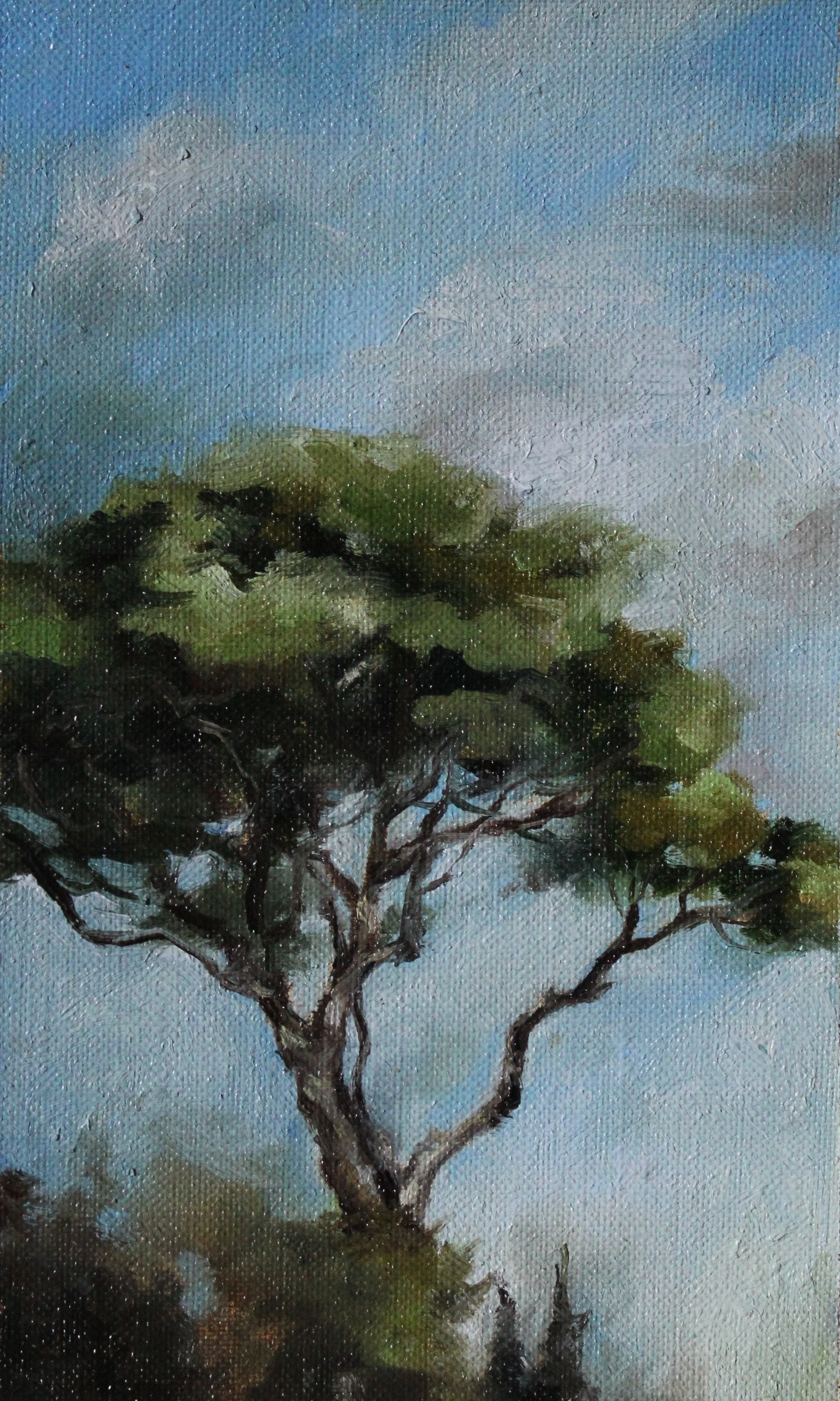 Italian Umbrella Pine
7 x 4.5 inches
Oil on Linen