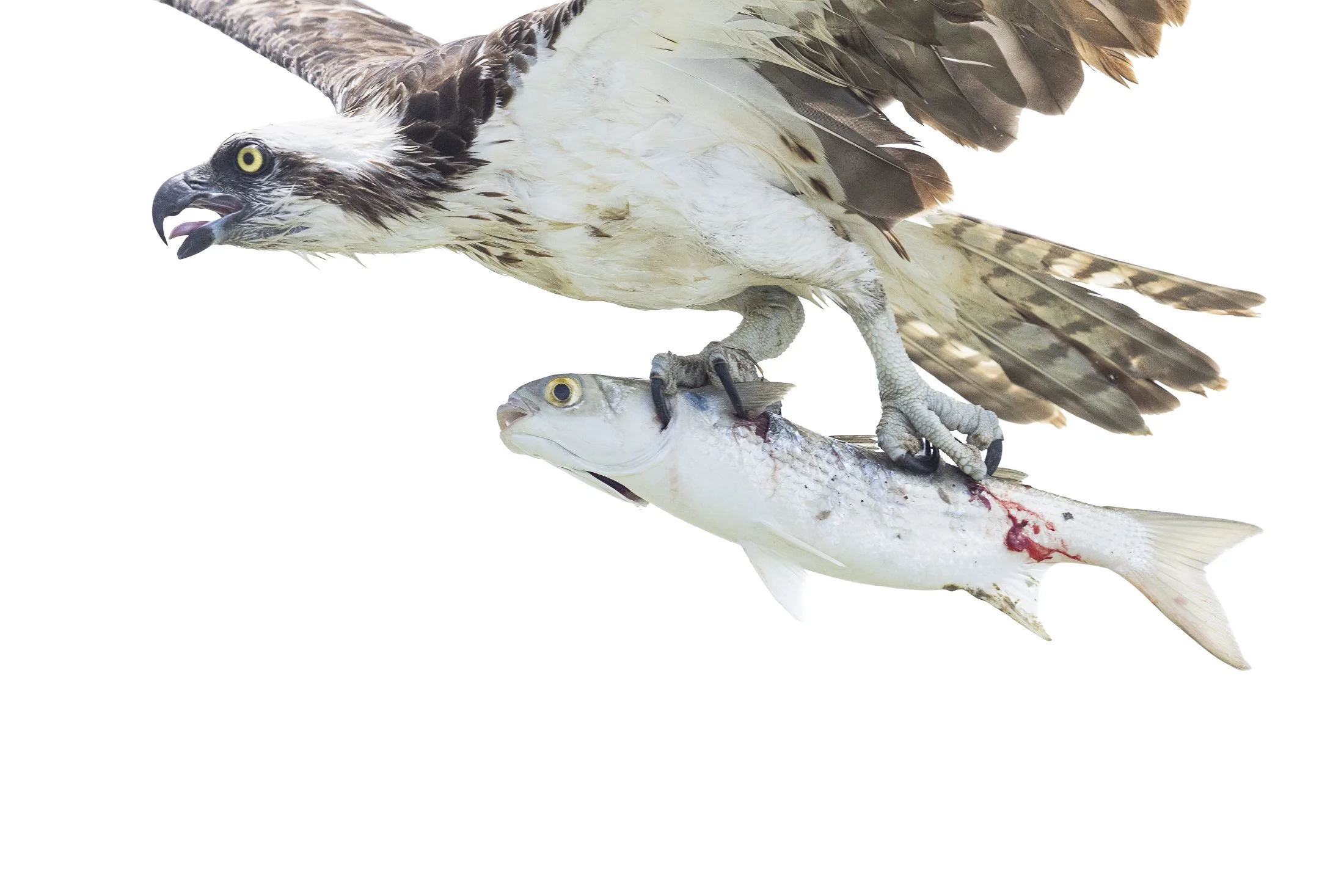MacStone-105.JPG