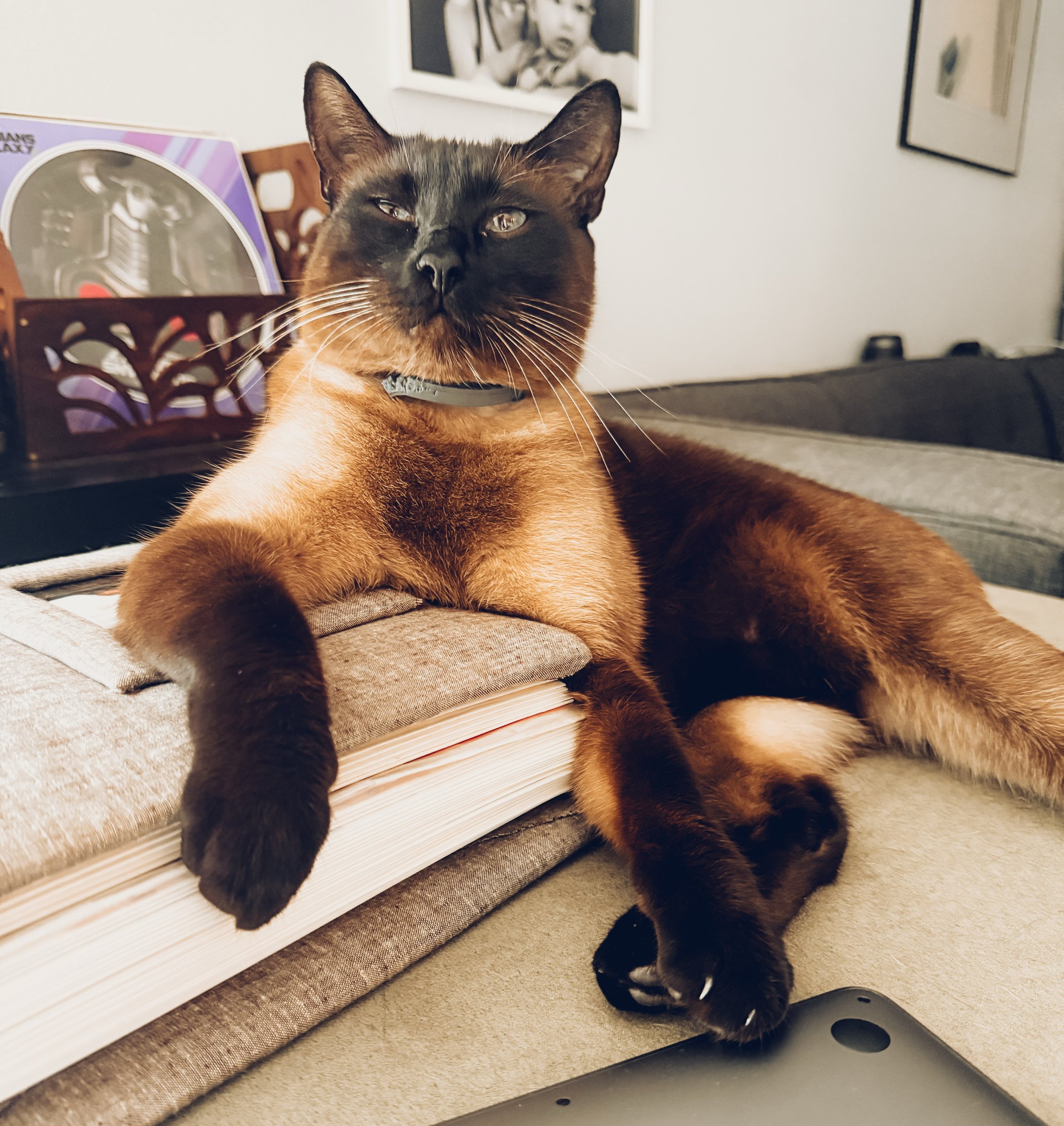 Penny is the most casual cat I&rsquo;ve ever owned. And he does it with such an air of sophistication the juxtaposition makes me giggle.

#cat #cats_of_instagram #siamescat #king5pets