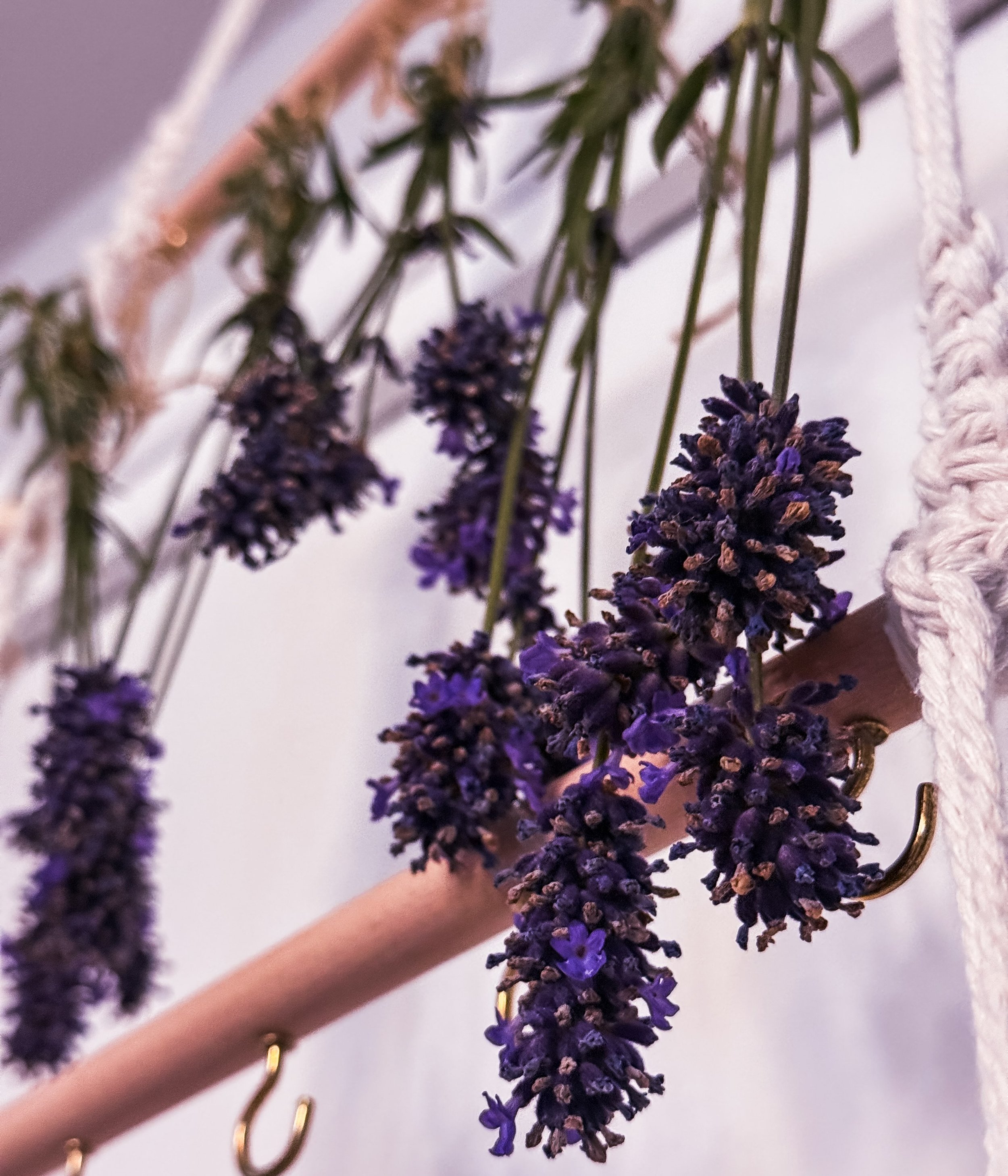 I&rsquo;ll be drying a lot of lavender this year 🫶🏻

#lavender #herbs #middleagehobbies #gardening