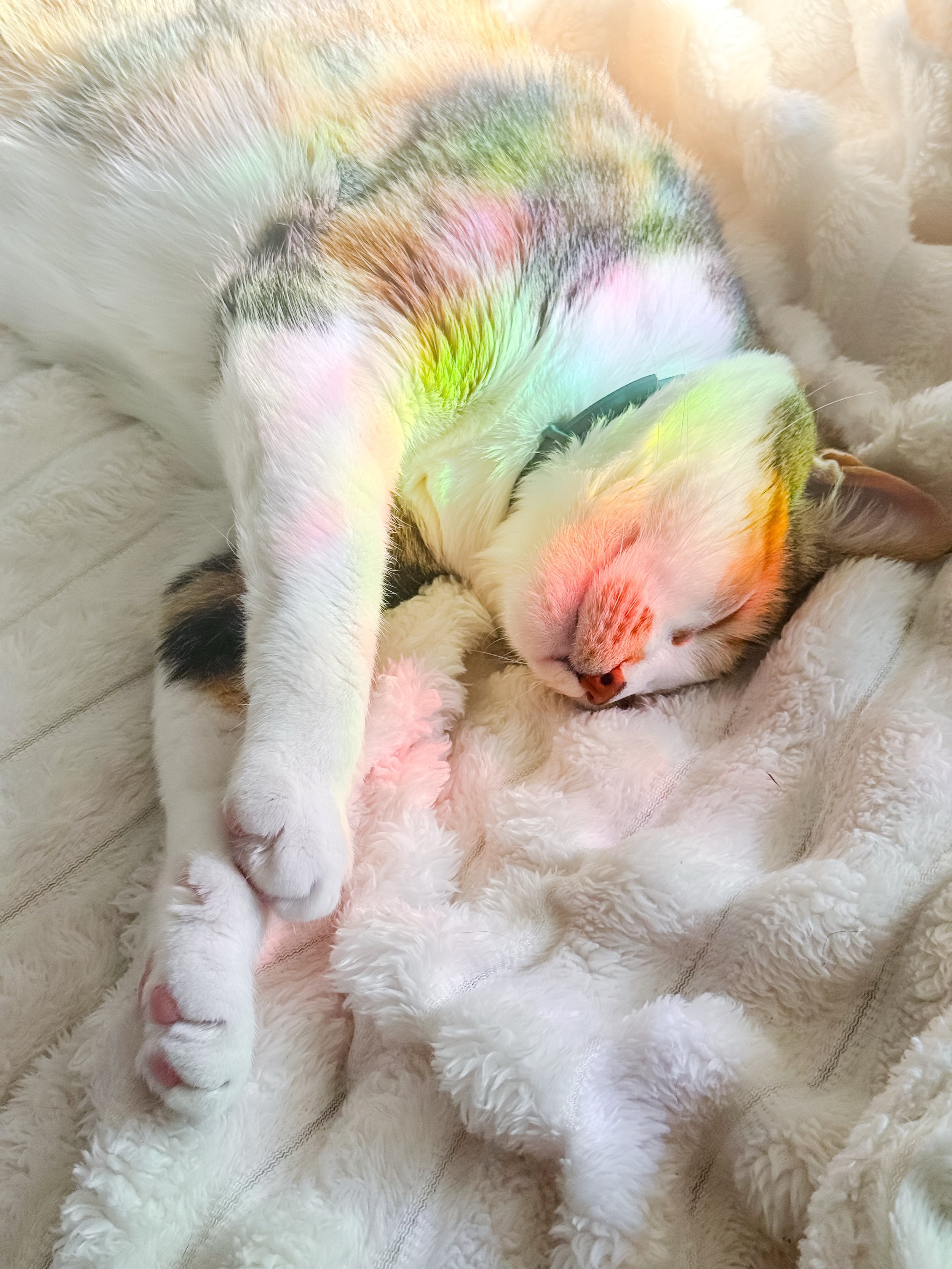 Pretty little baby, Margo 
.
.
.
#cats_of_instagram #rainbows #furbaby #margo #internationalcatday