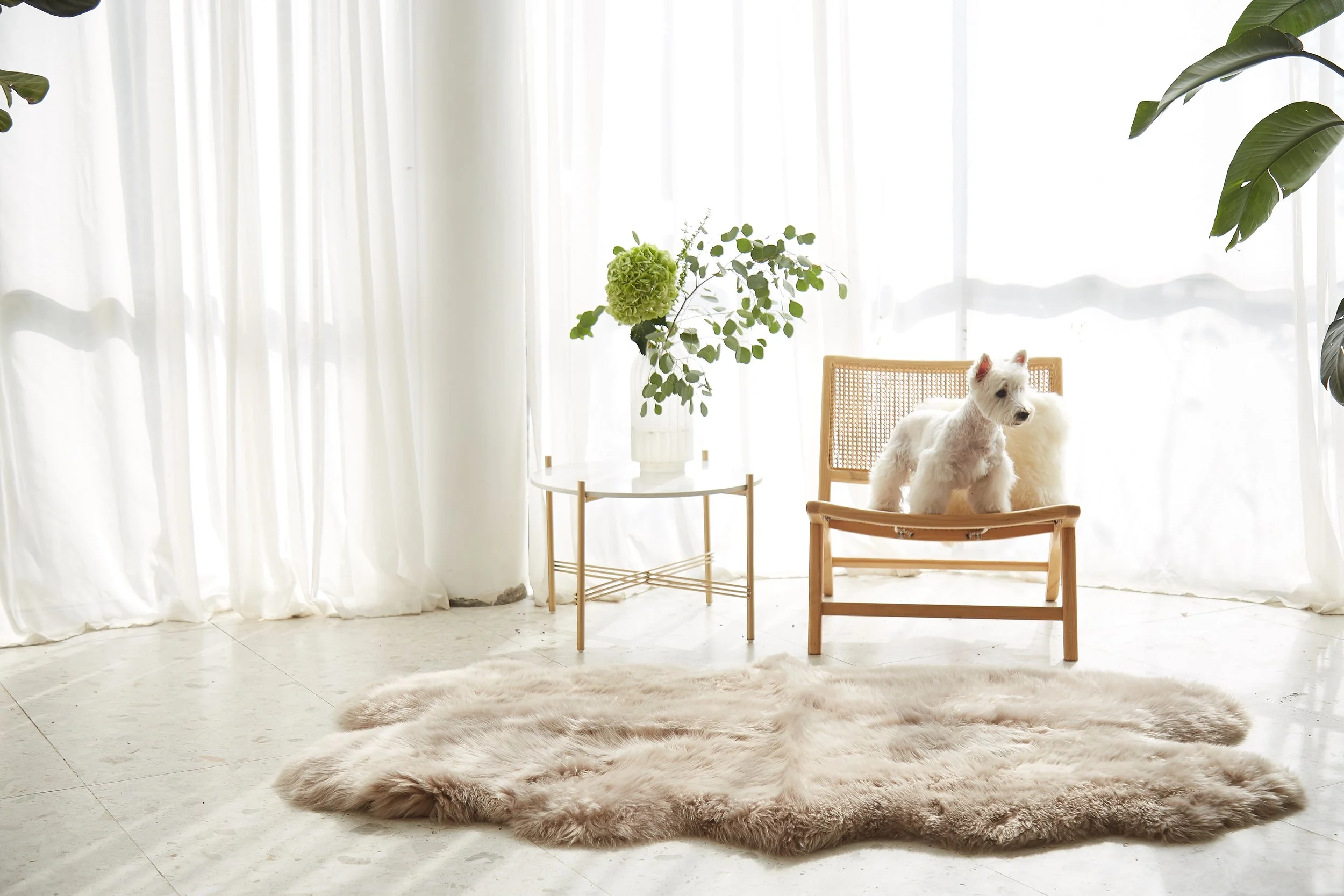 Bright, serene room with a fluffy beige natural rug, fluffy white dog sitting on a wooden bench, plants nearby, and sheer curtains.