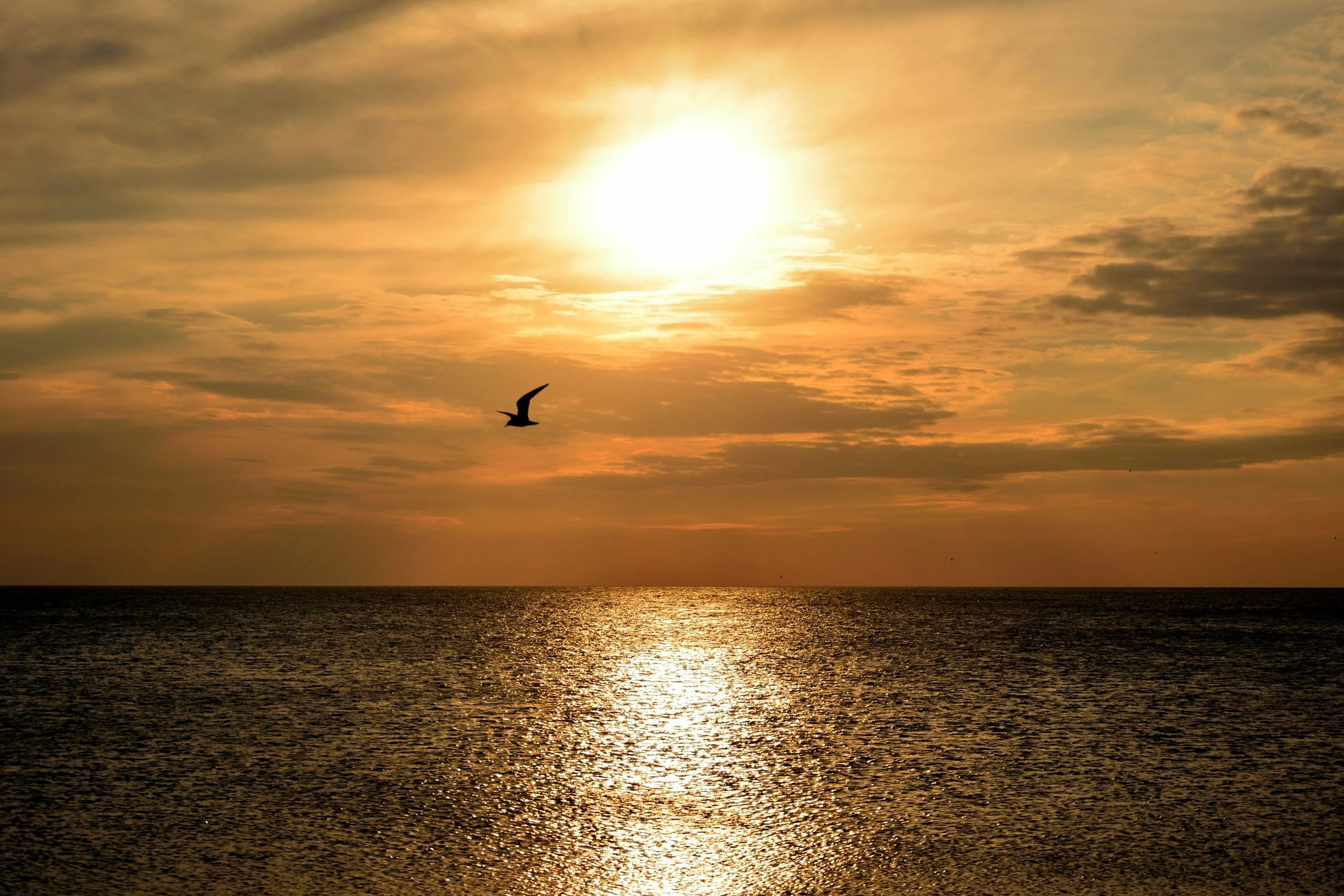 Sunset over the ocean with a bird flying across the sky and partly cloudy clouds.