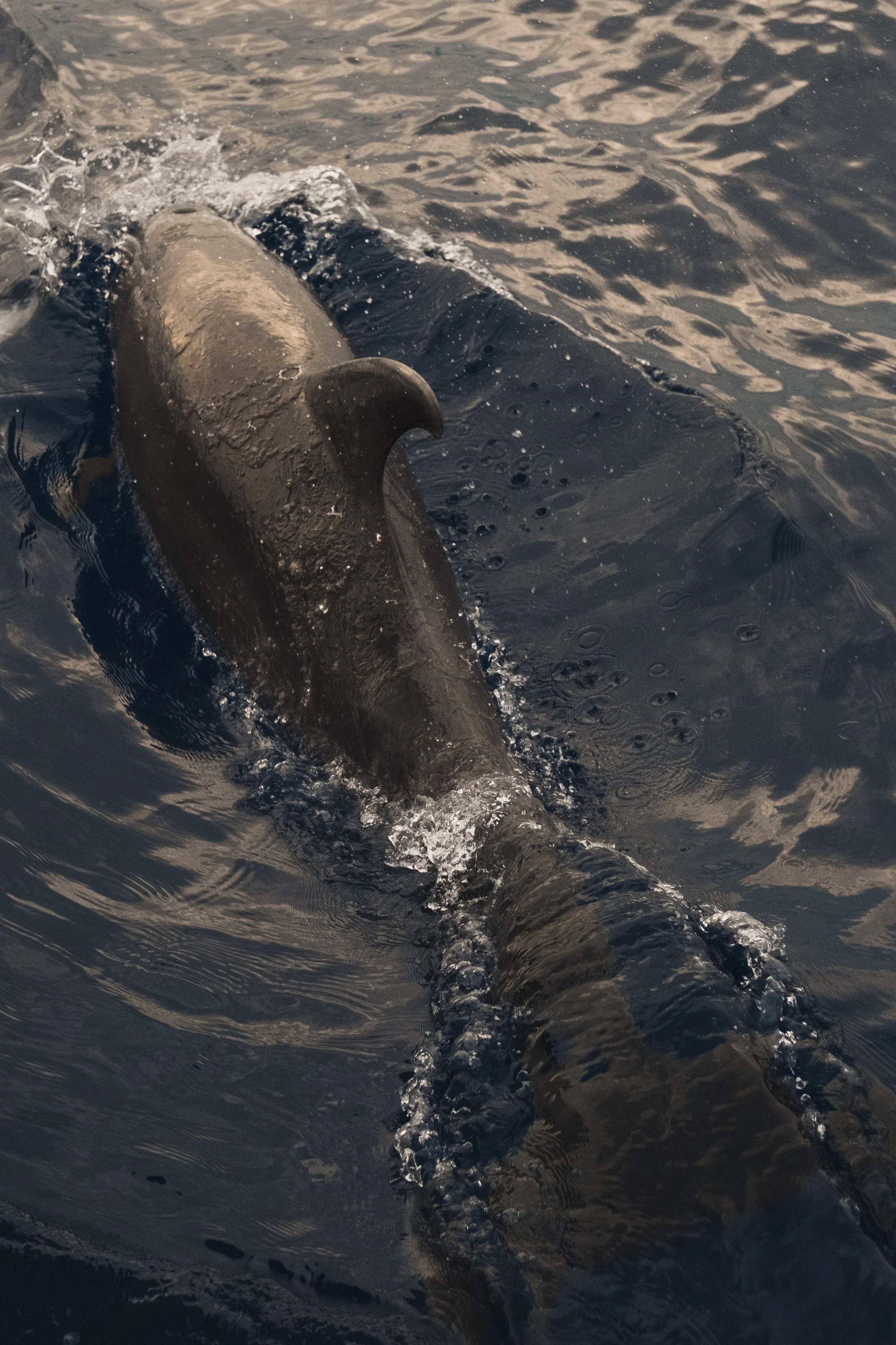 Dolphin, Big Island of Hawai'i