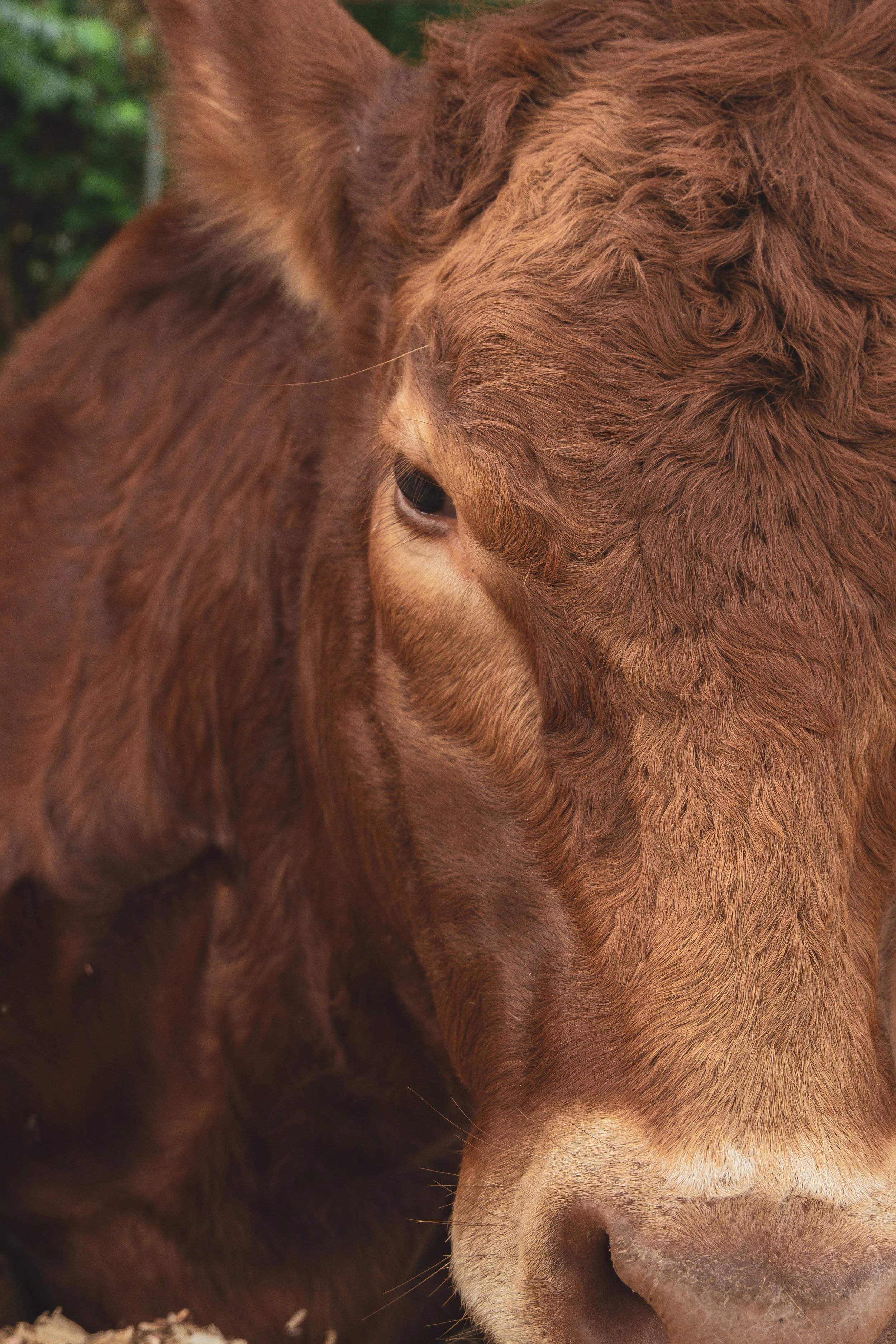 Krishna Cow Sanctuary, Big Island of Hawai'i
