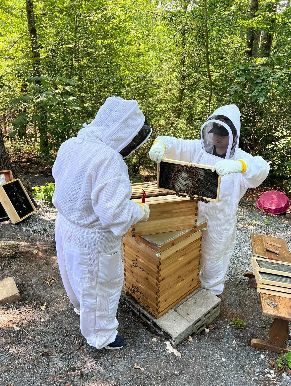 Two beekeepers wearing white protective suits with veiled hoods working with a honeycomb frame in an outdoor hive, surrounded by trees and equipment.
