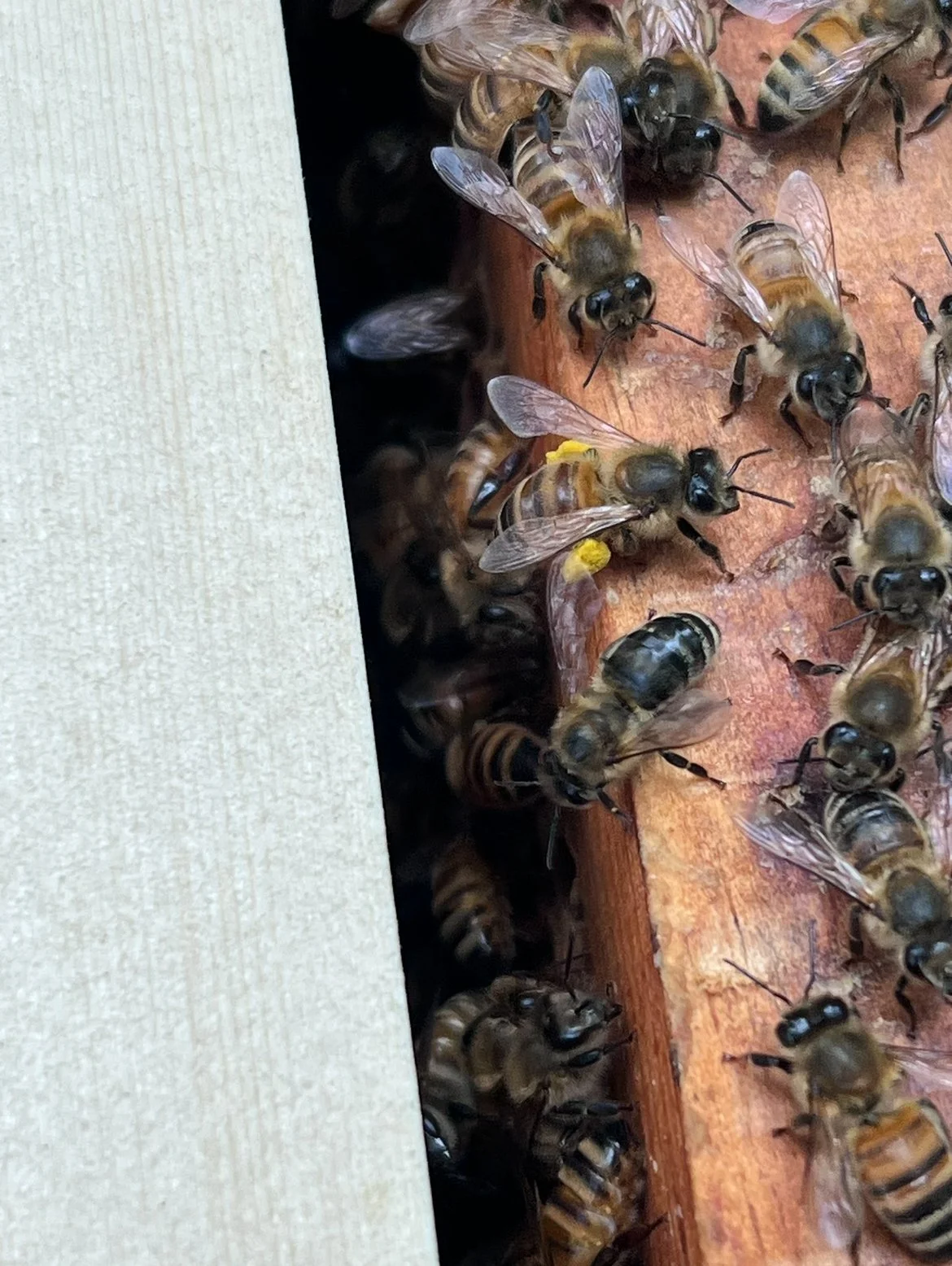 Close-up of honeybees on a honeycomb frame, with bees gathering and working, some covered in yellow pollen.