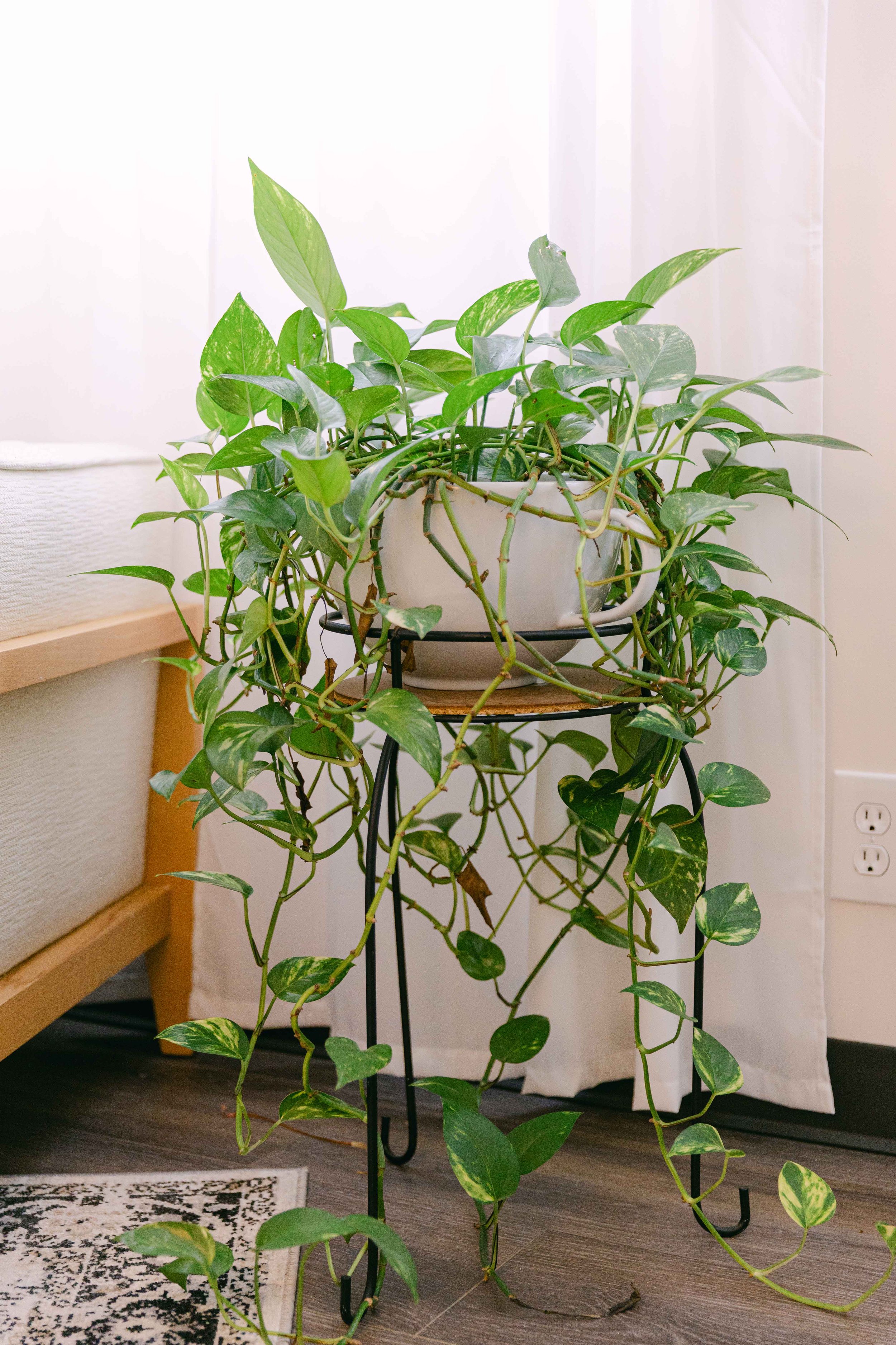 Indoor houseplant with green and variegated leaves in a white pot on a stand, with a wooden chair, a white curtain, and outlets visible in the background.