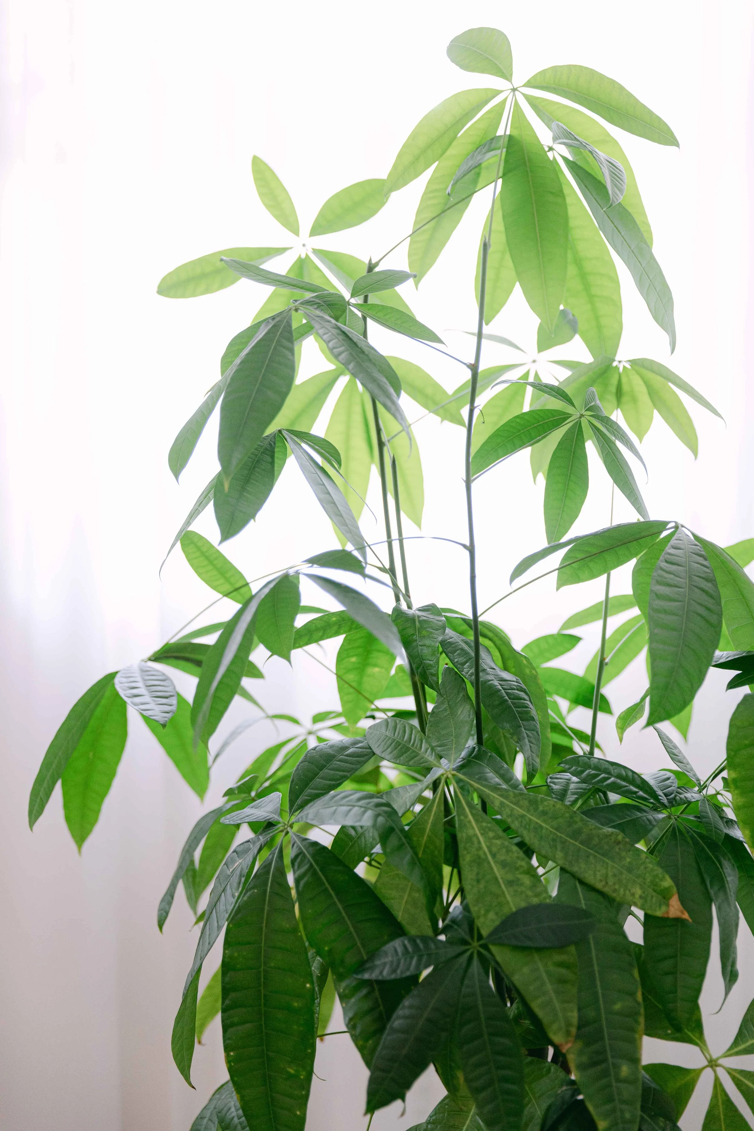 Green leafy plant with multiple palmately compound leaves against a bright white background.