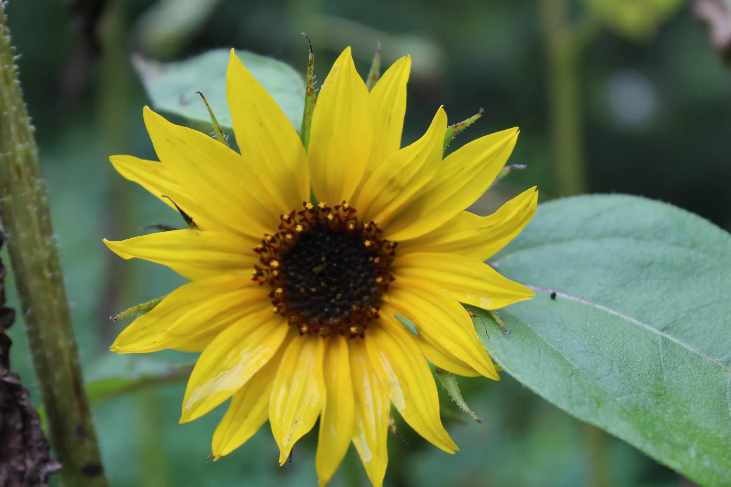 A close-up of a yellow wildflower blooming in the mountains of Western North Carolina.