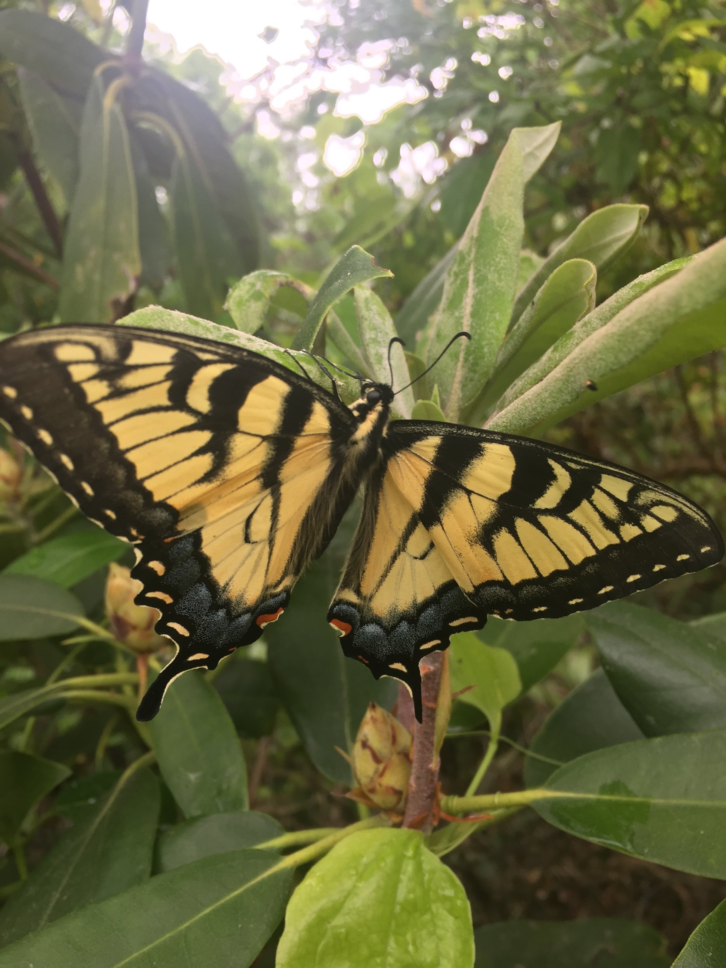 An Eastern tiger swallowtail butterfly resting among the native plants of Western North Carolina.