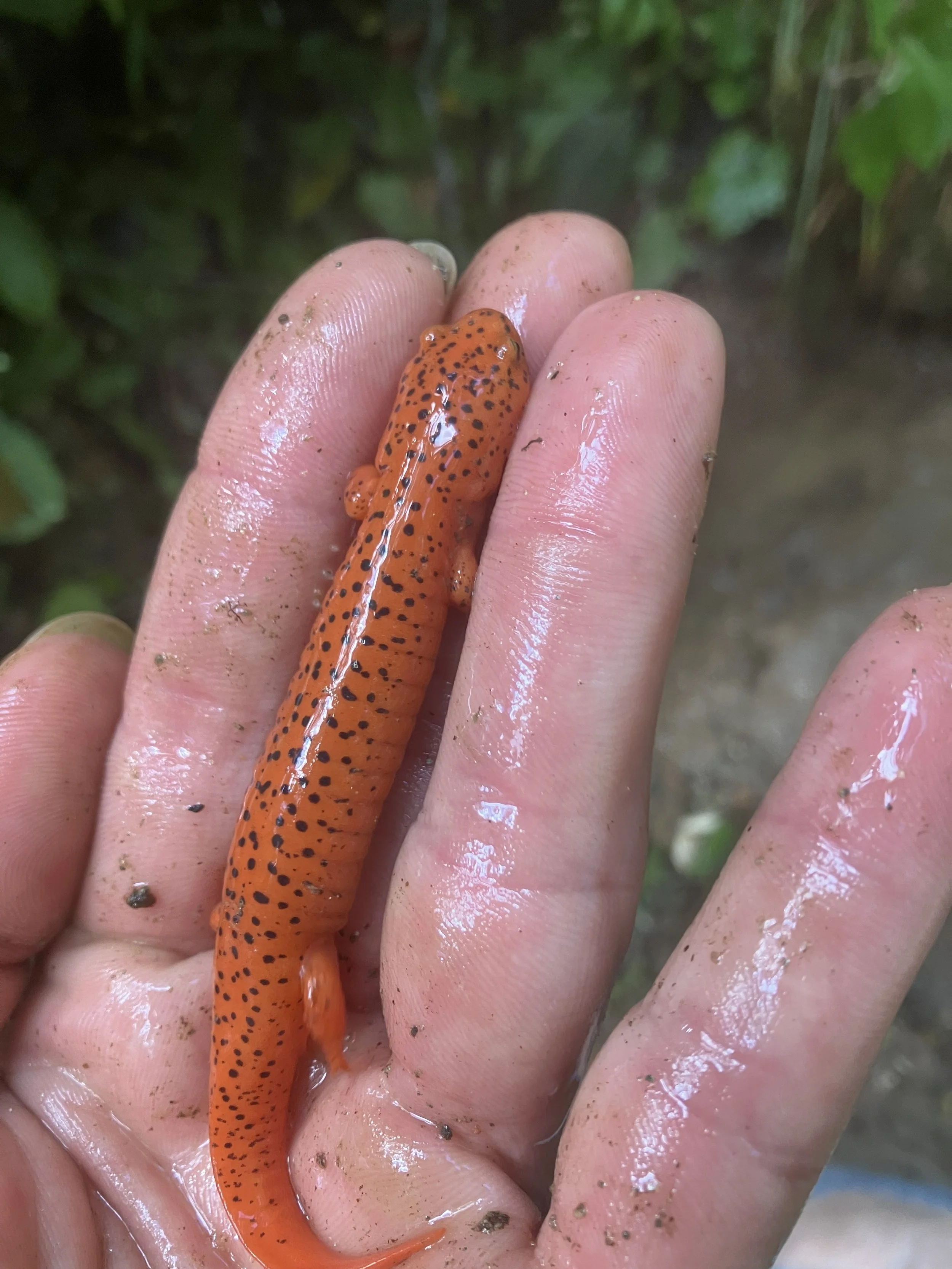 A native salamander living in the cold, spring-fed trout raceways at Andy's Trout Farm.