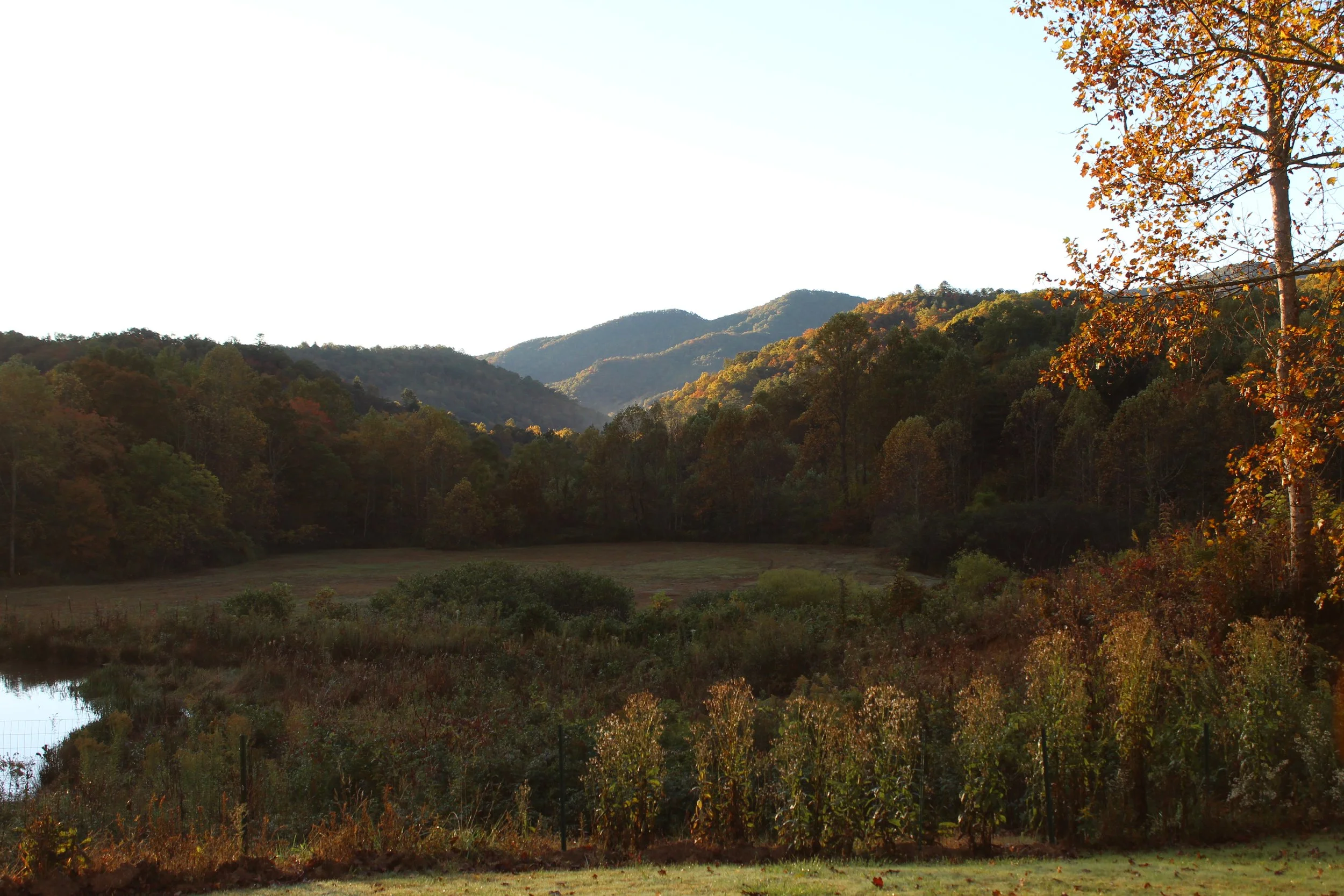 Autumn colors surrounding one of the trout ponds at Andy's Trout Farm in the Appalachian Mountains.