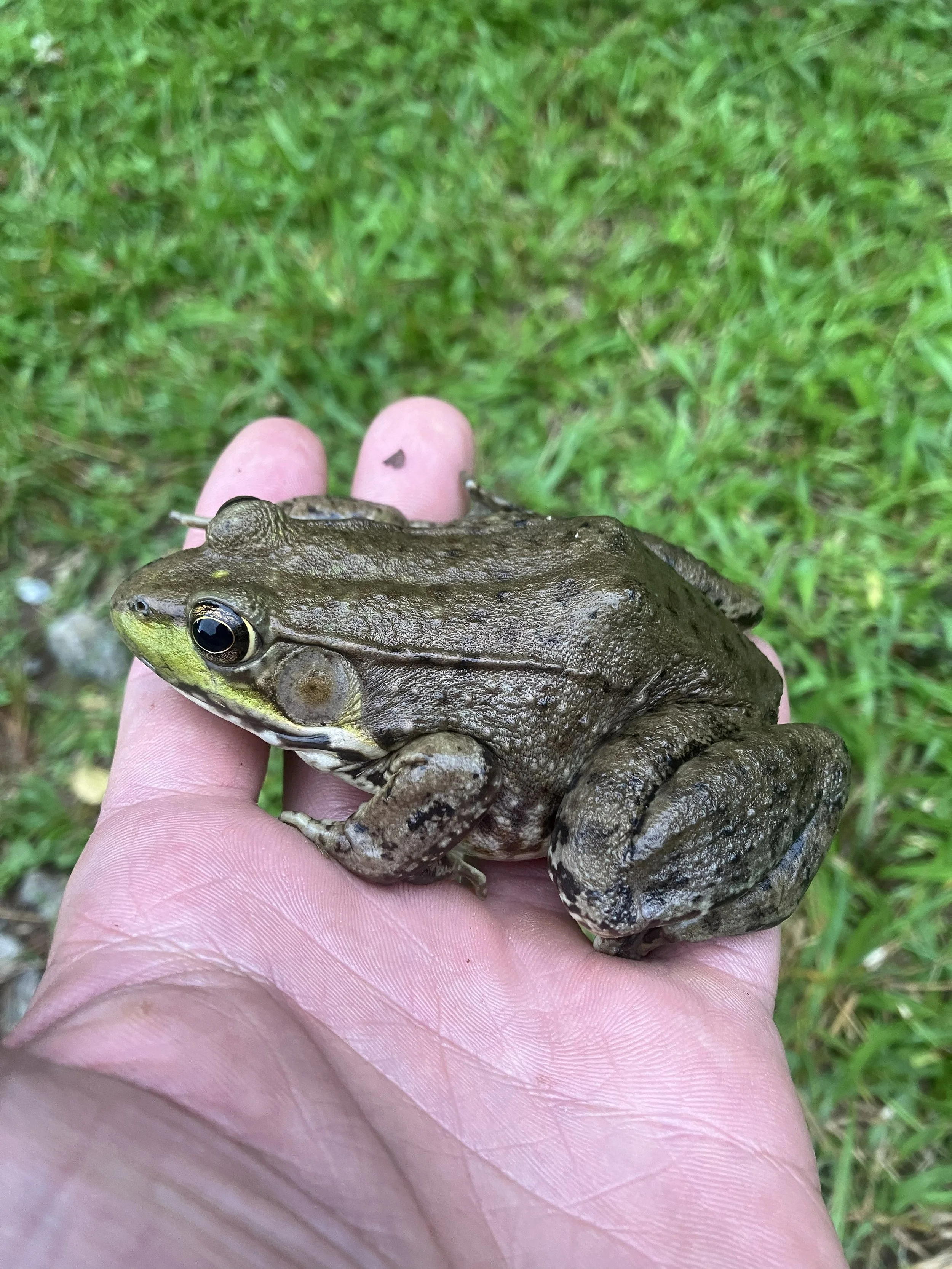A native bullfrog thriving in the clean, spring-fed waters of the trout raceways at Andy's Trout Farm.