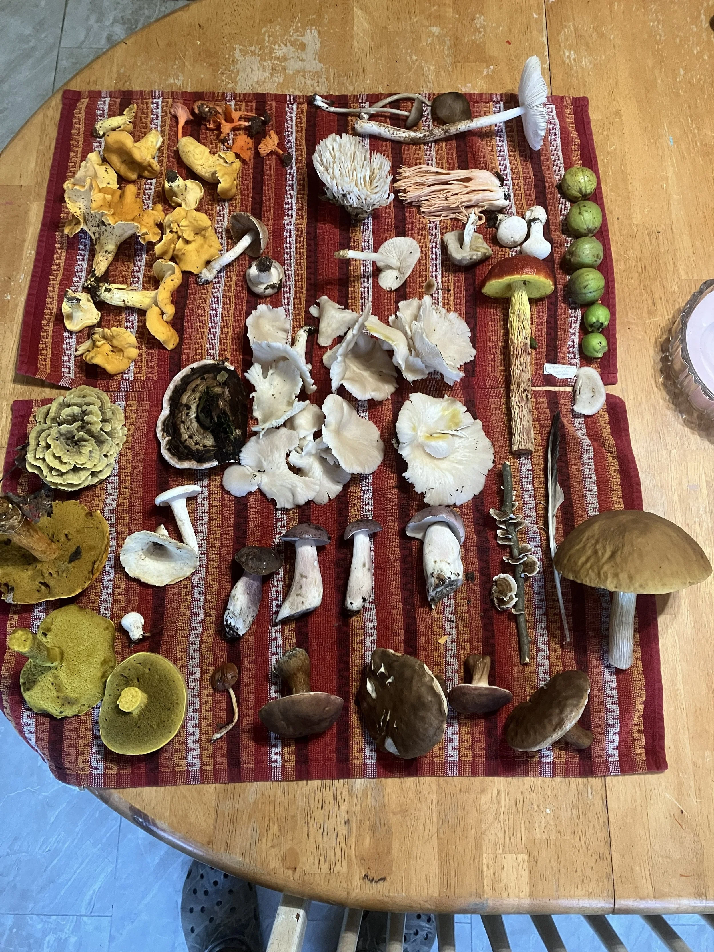 Wild mushrooms and forest treasures gathered during a family foraging hike in the Appalachian Mountains.