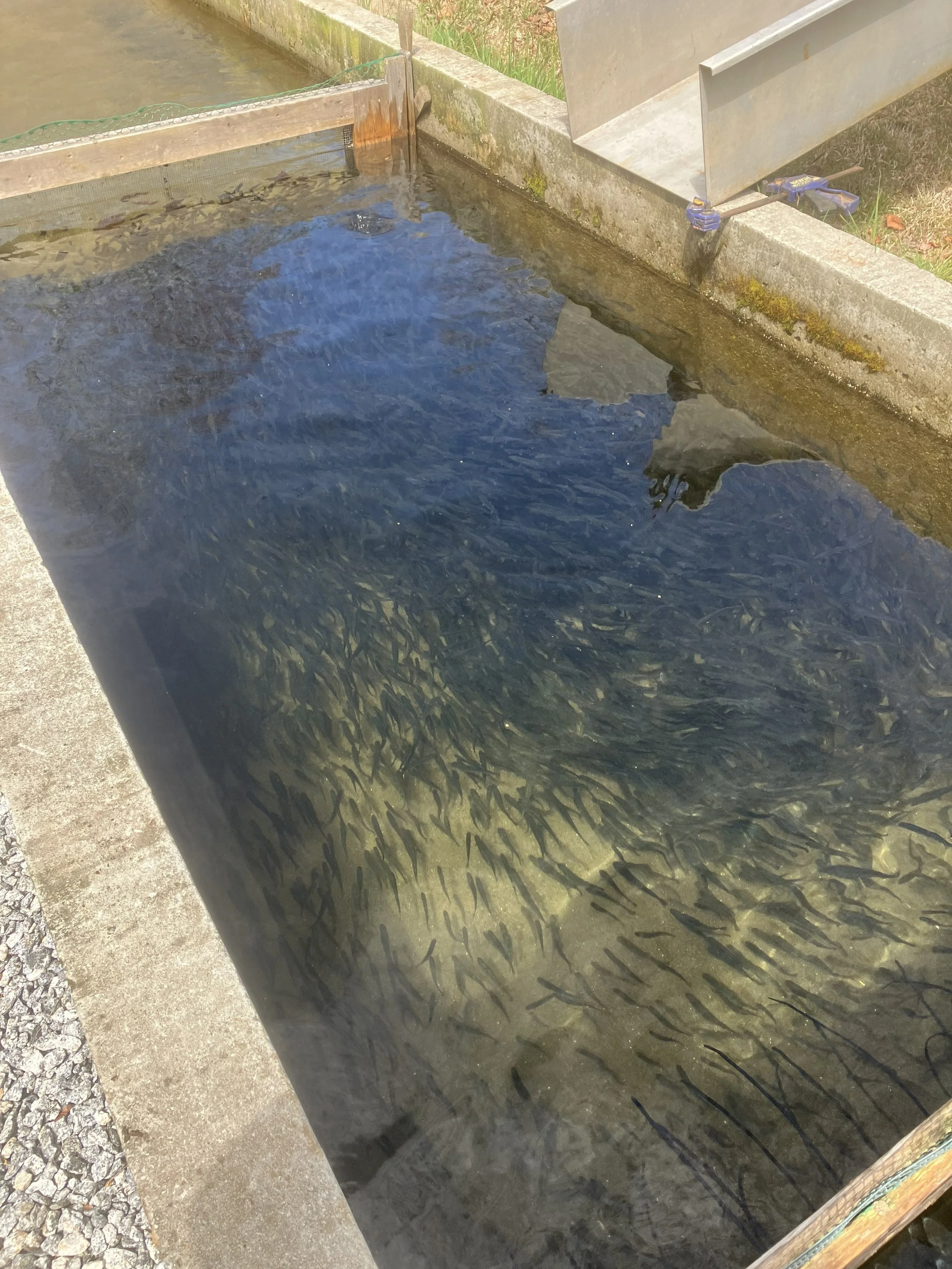 Healthy rainbow trout fingerlings beginning their journey in cold, spring-fed mountain water.