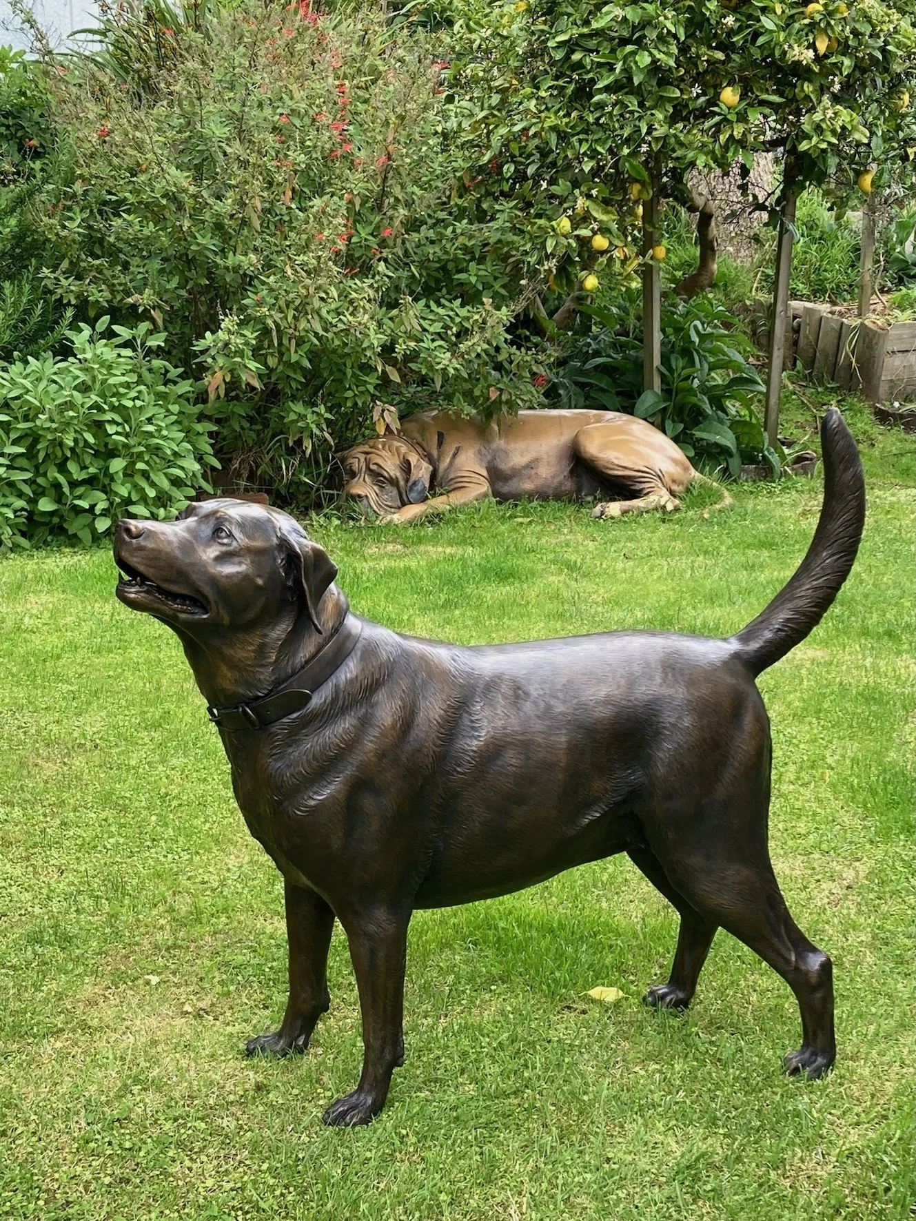Chocolate Labrador.
Sculptor: Brigitte Wuest