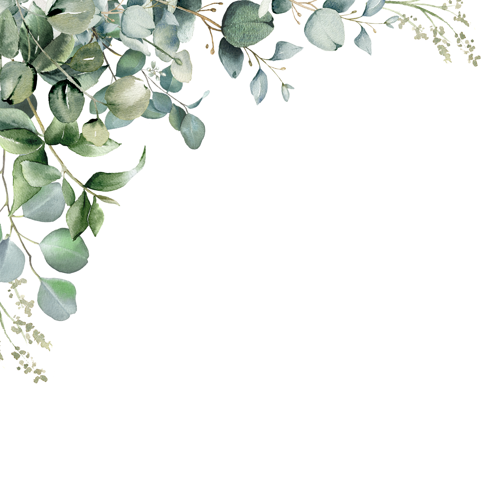 Watercolor painting of eucalyptus leaves and branches with small white flowers.