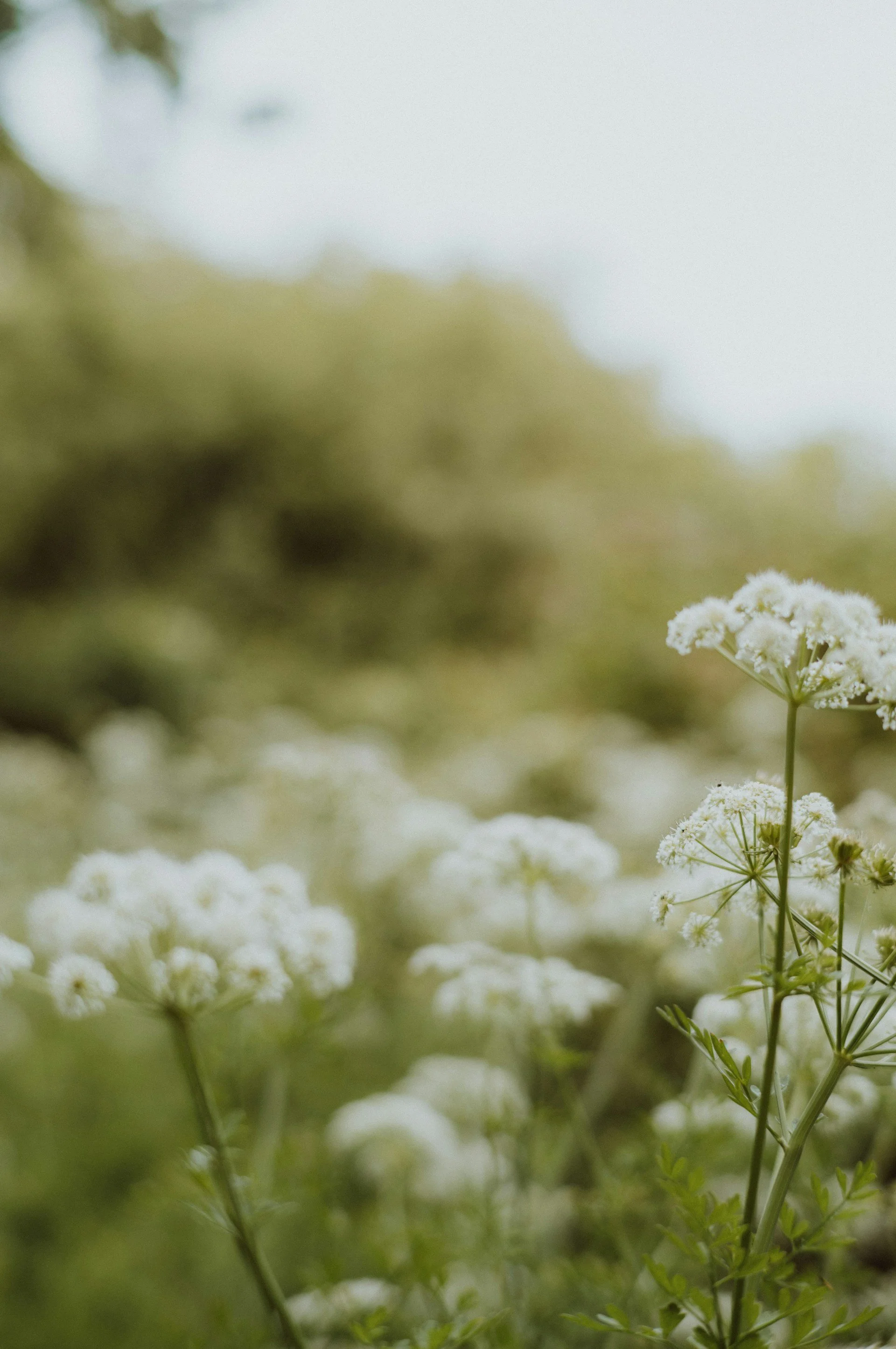 Close-up of white flowering plants in a field with a blurred green background.