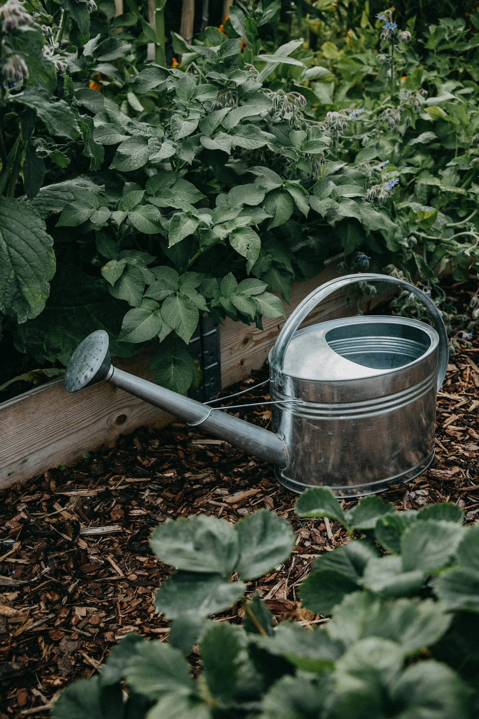 Green plants in a garden with a metal watering can and a wooden planter box.
