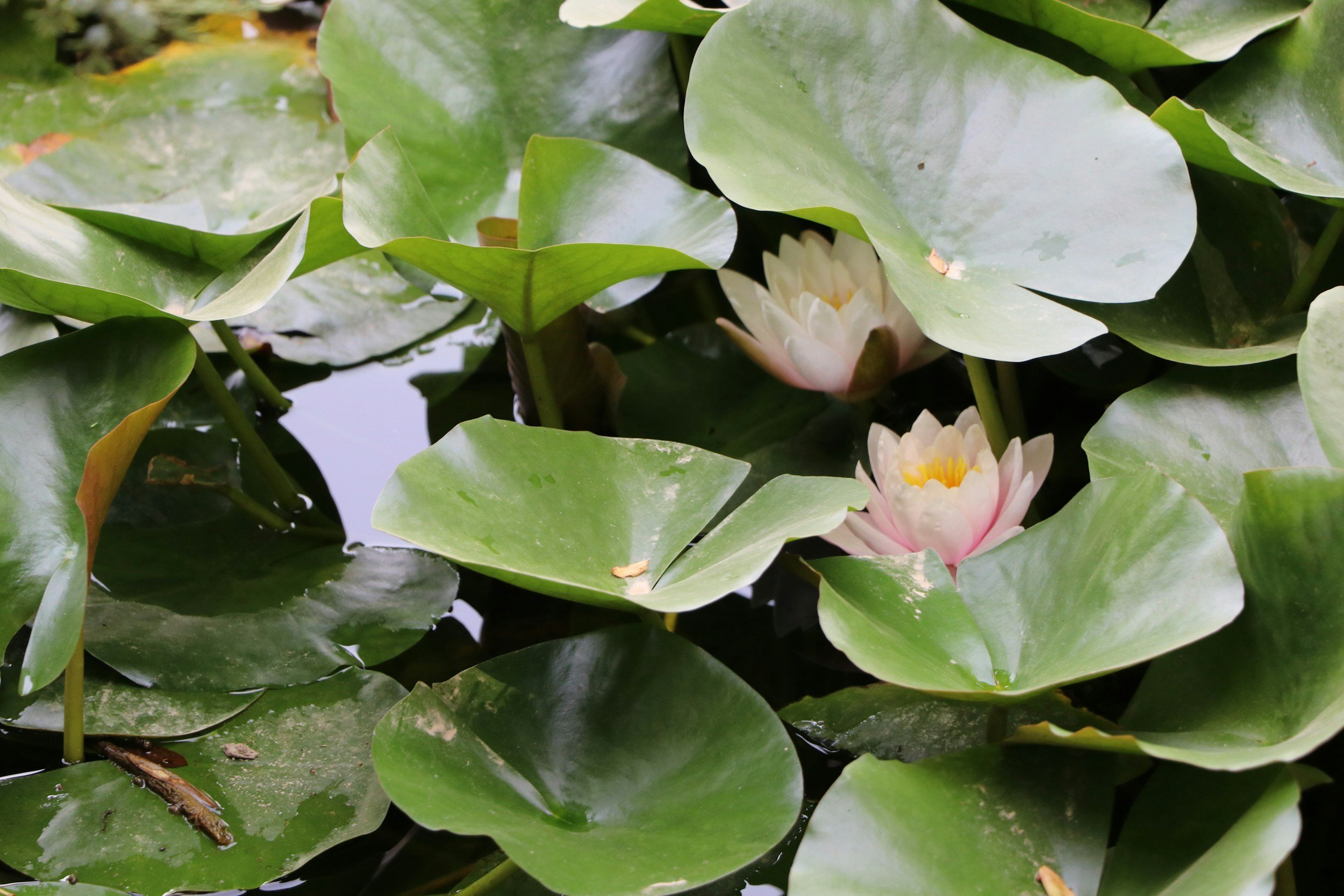 Water lilies with large green leaves and white and pink flowers floating on a pond.
