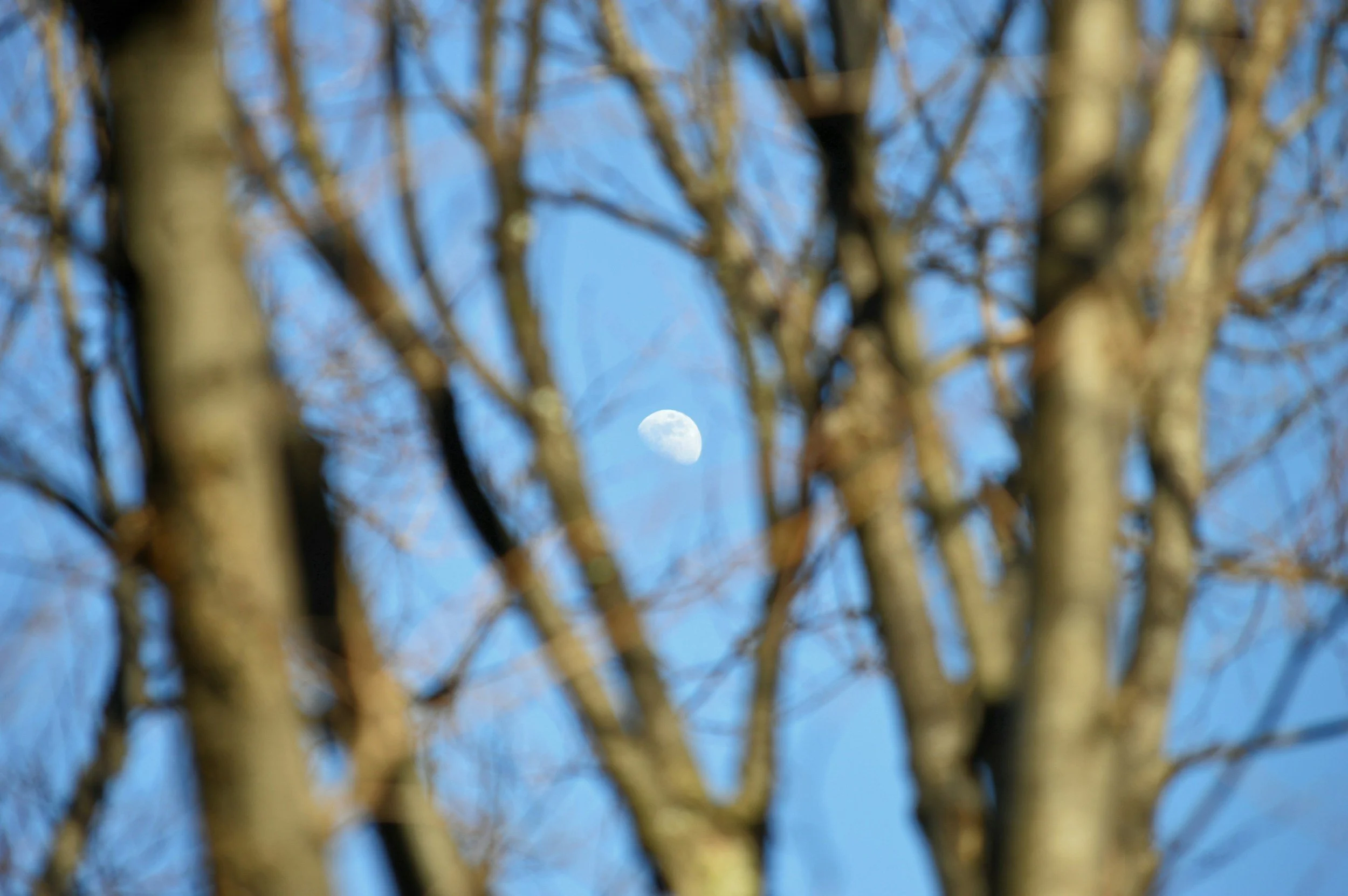 Half moon visible through the out-of-focus branches of a tree with a clear blue sky in the background.