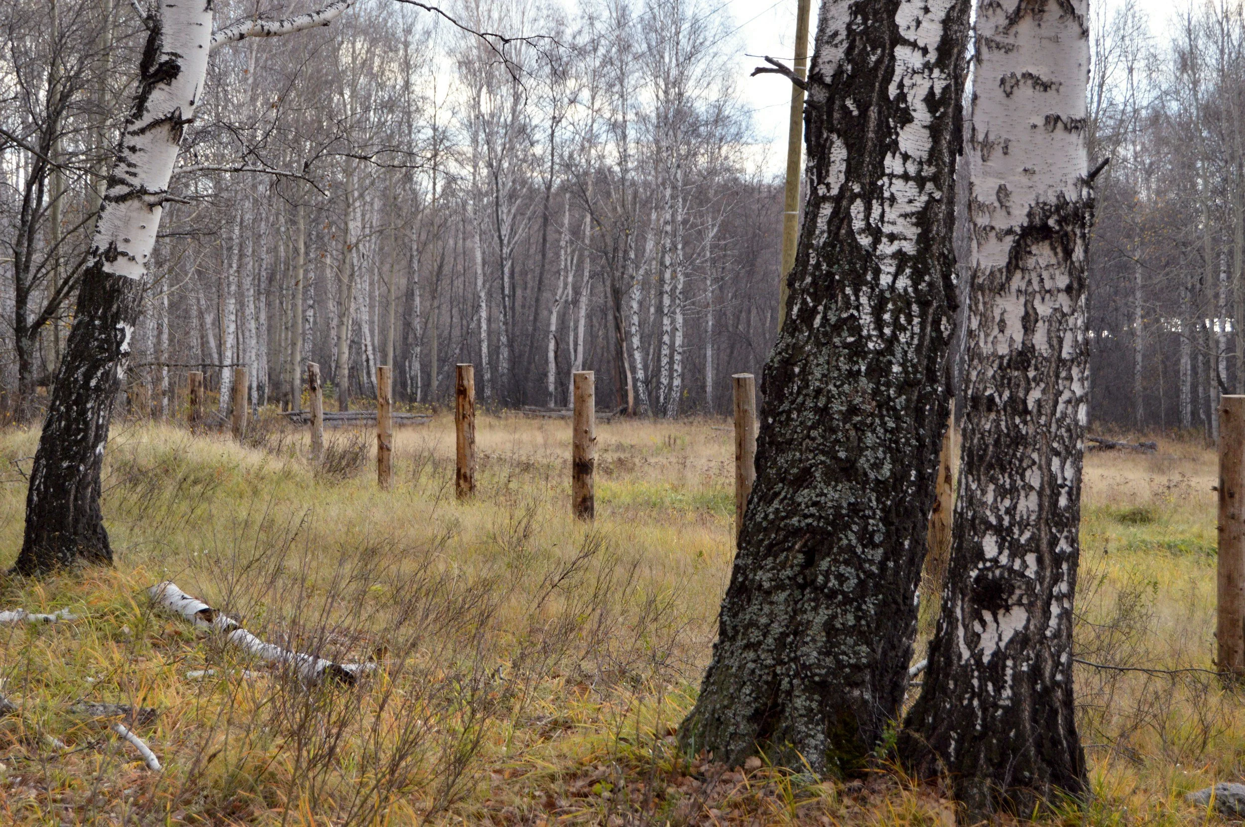 A forest scene with birch trees, some with black and white bark, and a wooden fence in the background. The ground is covered with yellow and brown grass and fallen leaves.