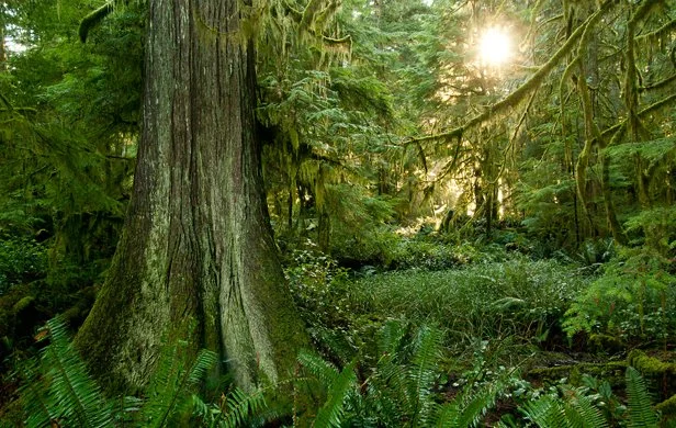 Sunlight filtering through dense green forest with large tree and ferns in the foreground.