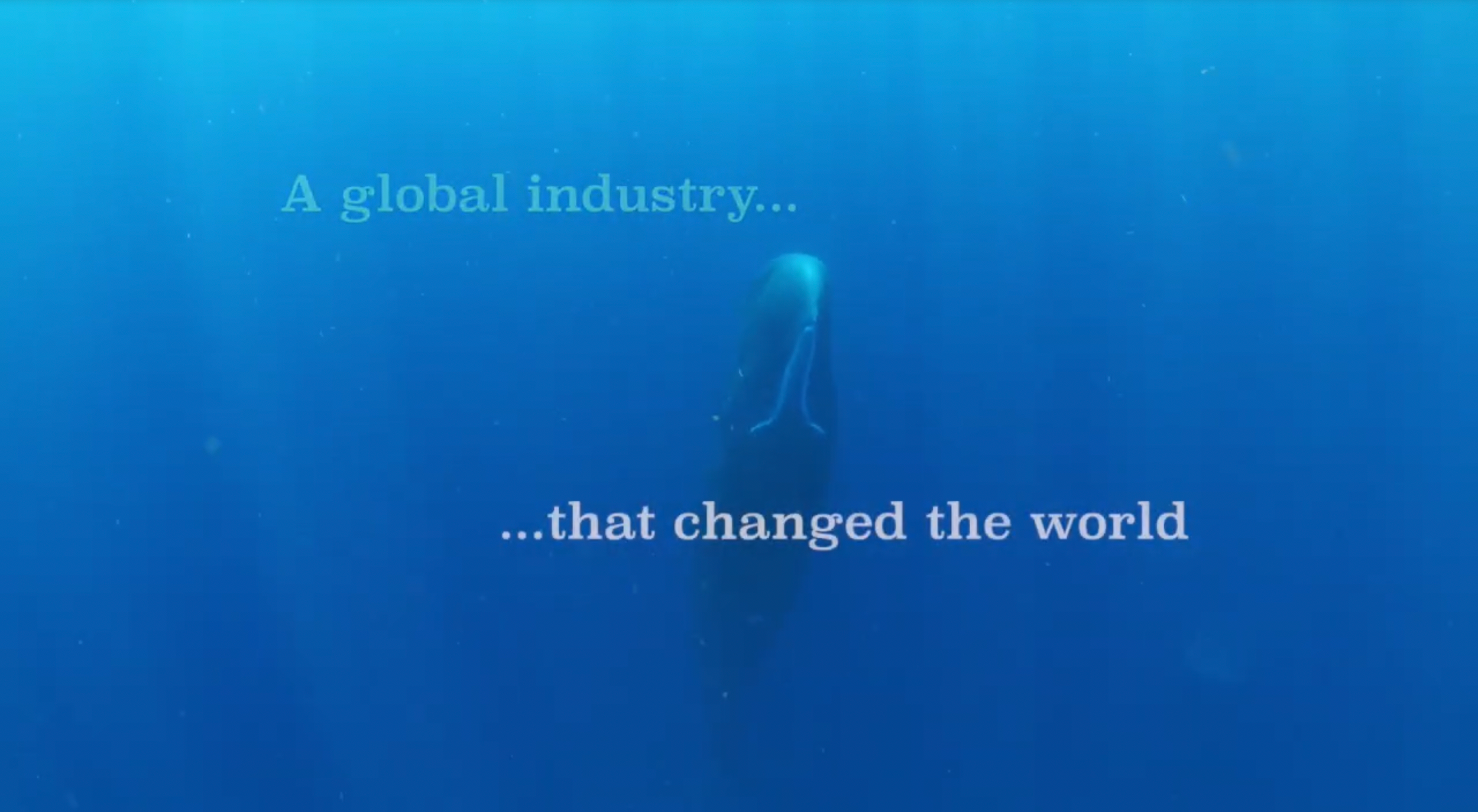 Sperm whale - filmed by Tom Campbell and Beth Davidow, USA.