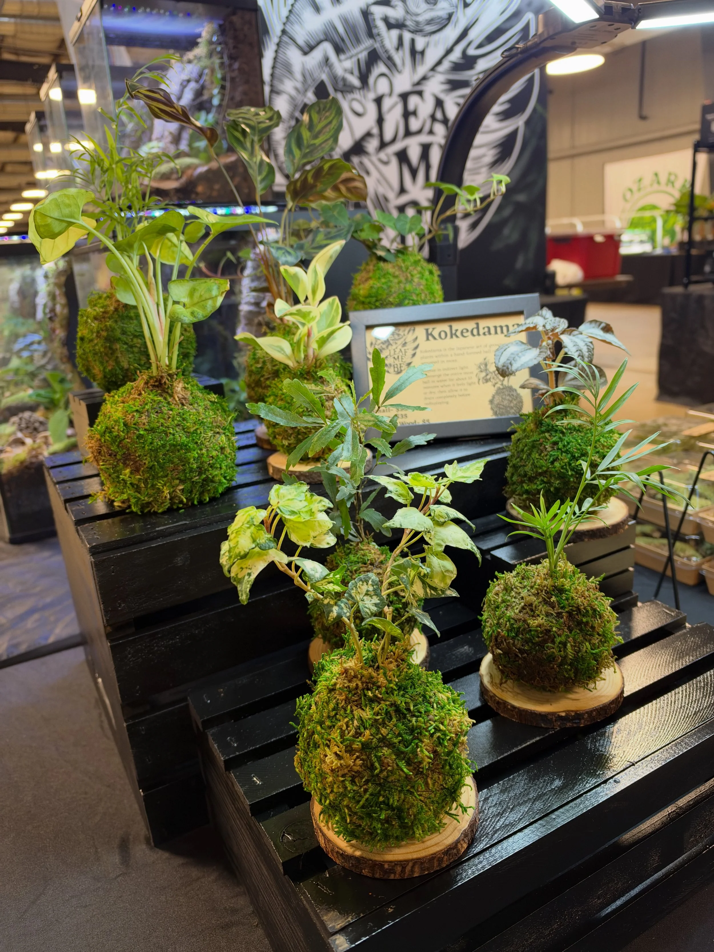 Super excited to share this!  Alicia has quietly taken up the Japanese art form of Kokedama- hand forming spheres of soil around plants and wrapping them in moss- a unique way of displaying and enjoying a houseplant.  Upkeep is really simple, when th