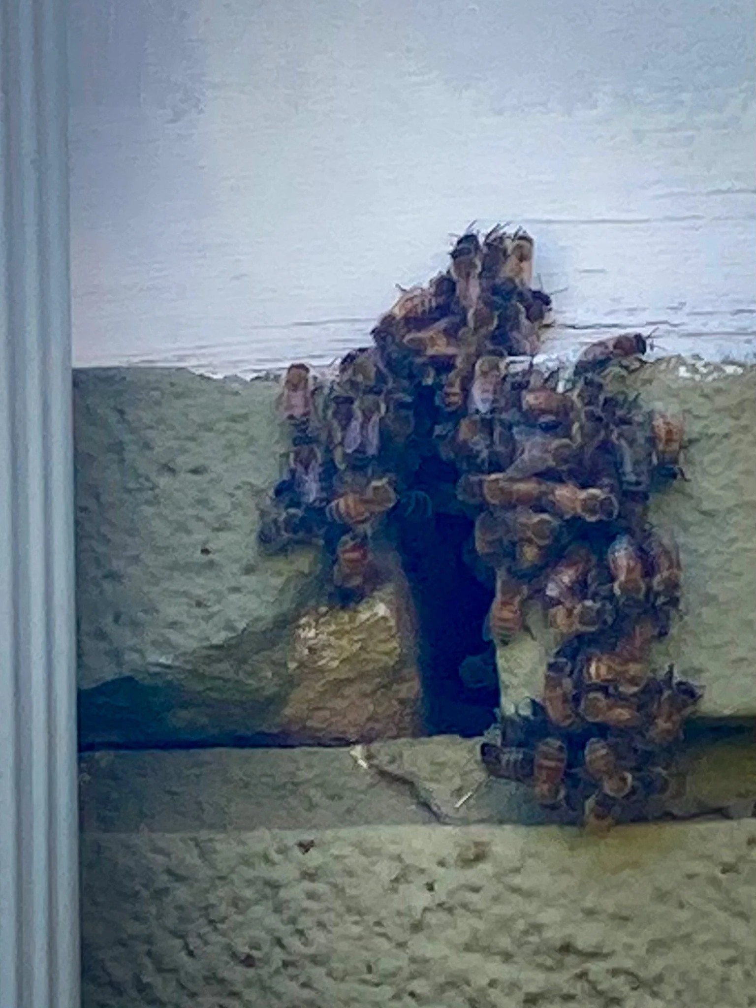 Bees in Atlanta, Georgia