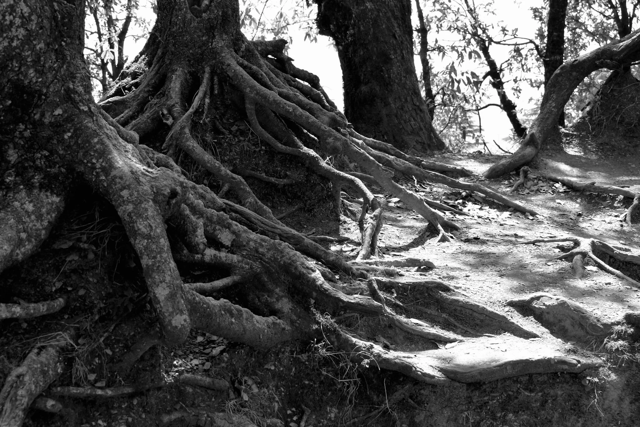 Trees in Nainital, Uttarakhand, India