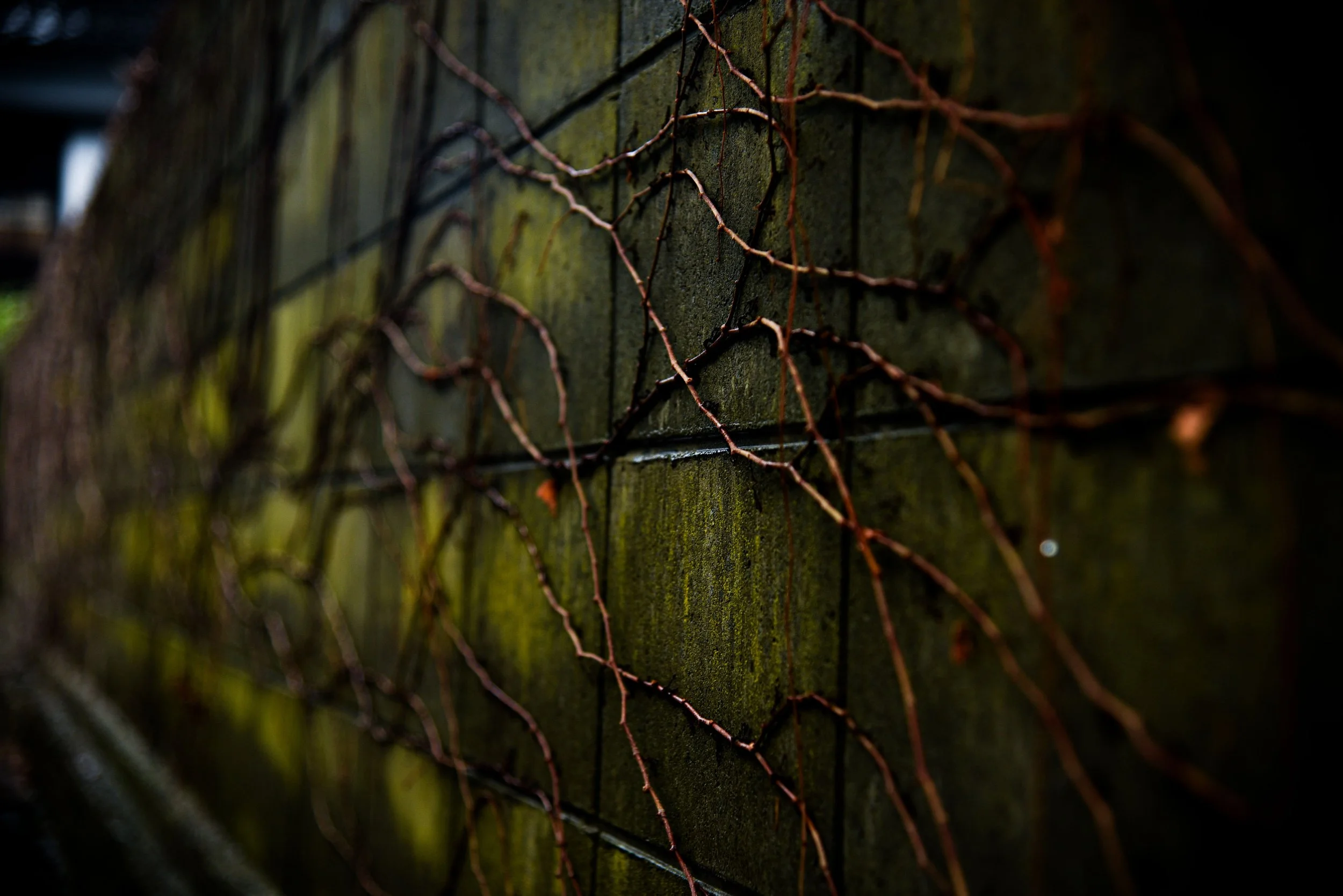 Vines in Kyoto, Japan