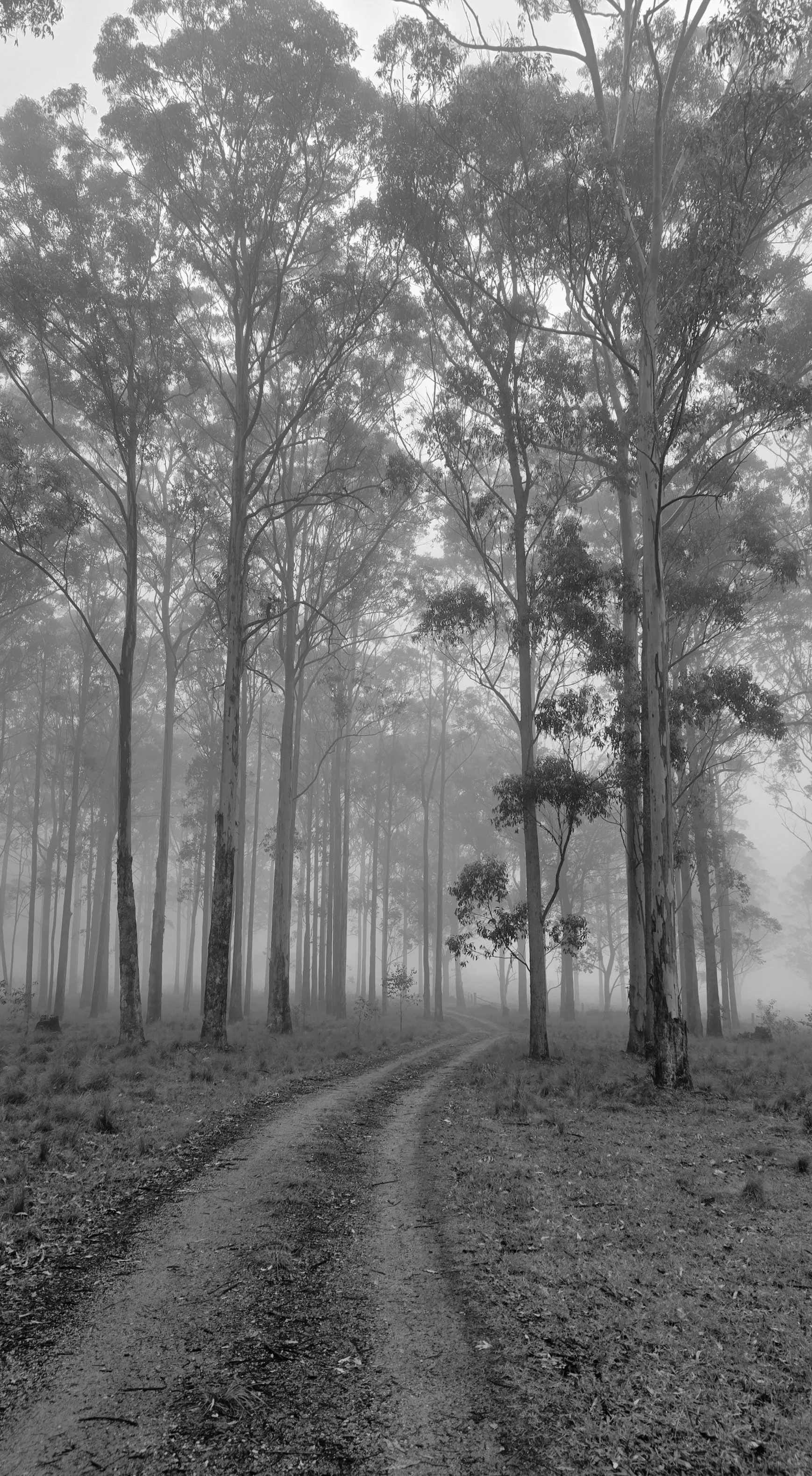 Fog in Tenterfield, New South Wales, Australia