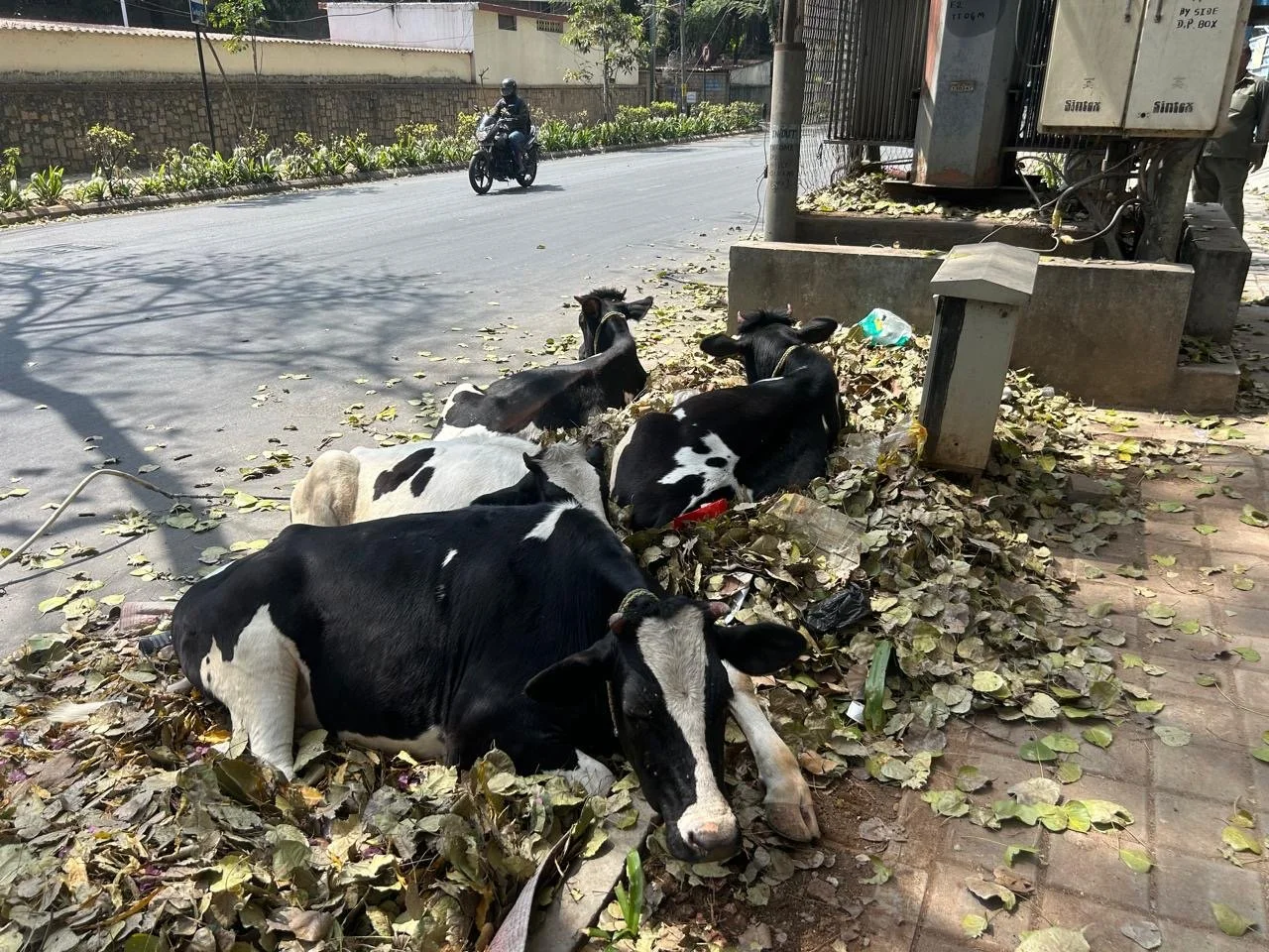 Cows in Bangalore, India