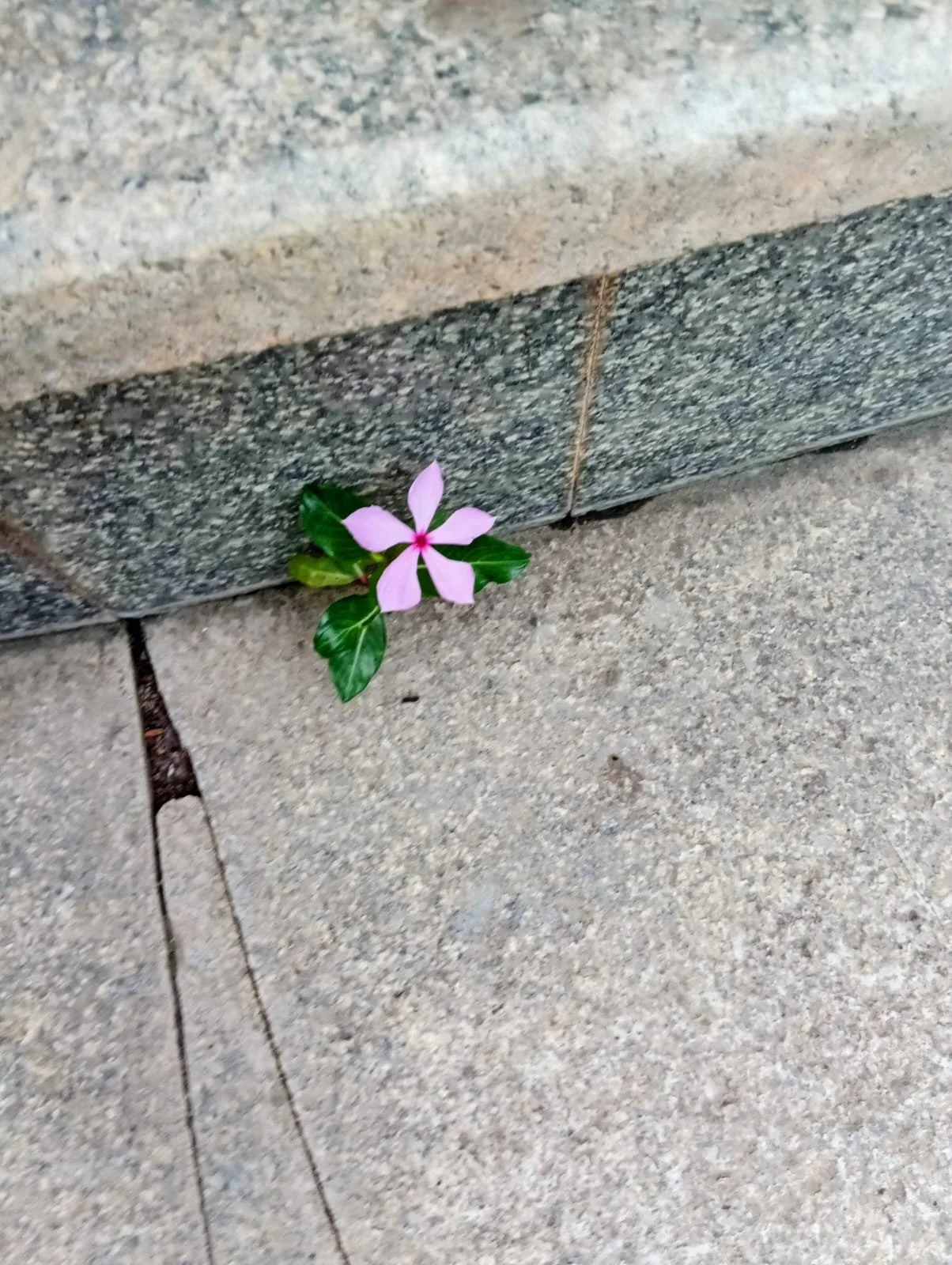 Vinca in Bangalore, India