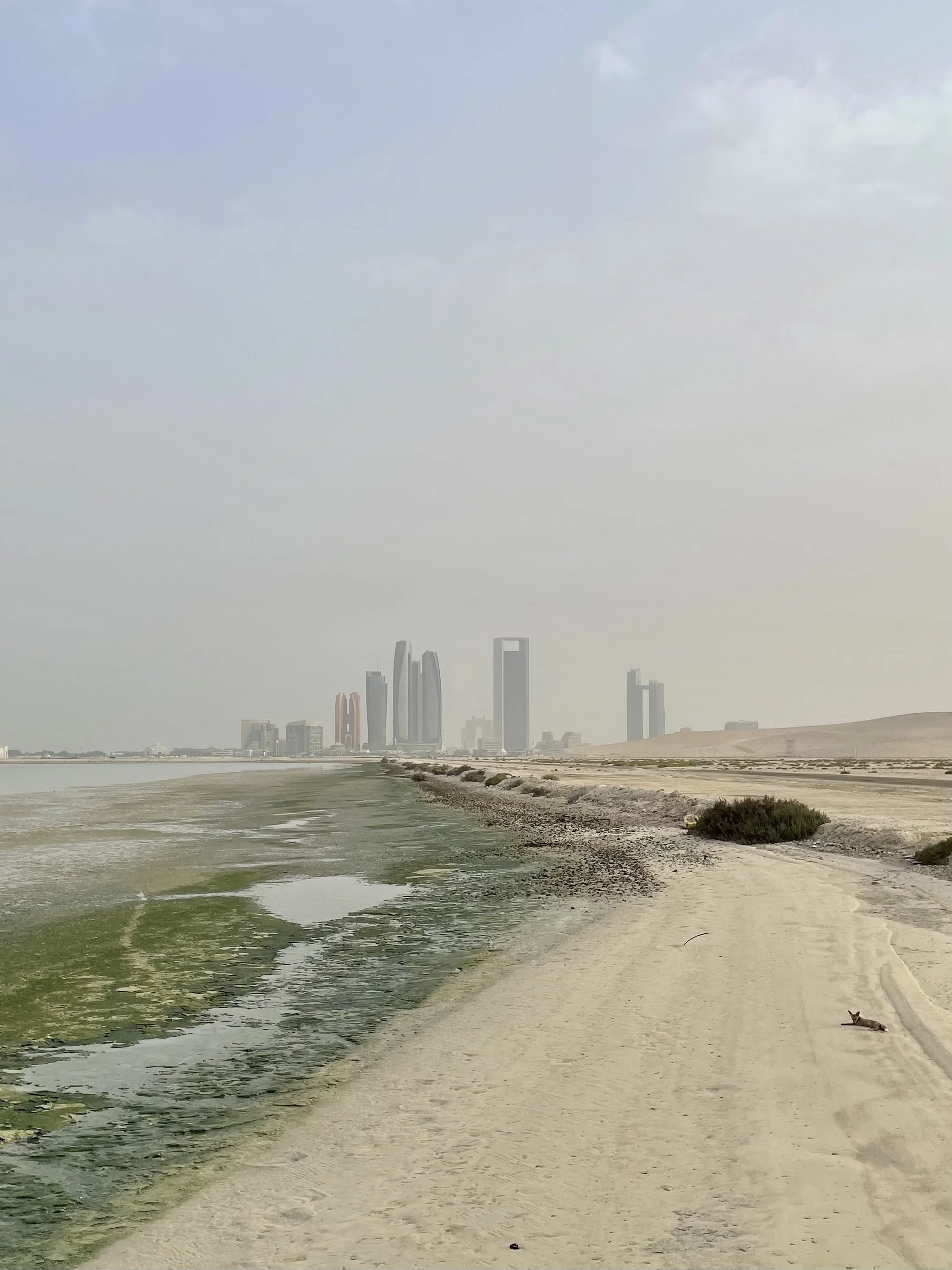 A fox in Abu Dhabi