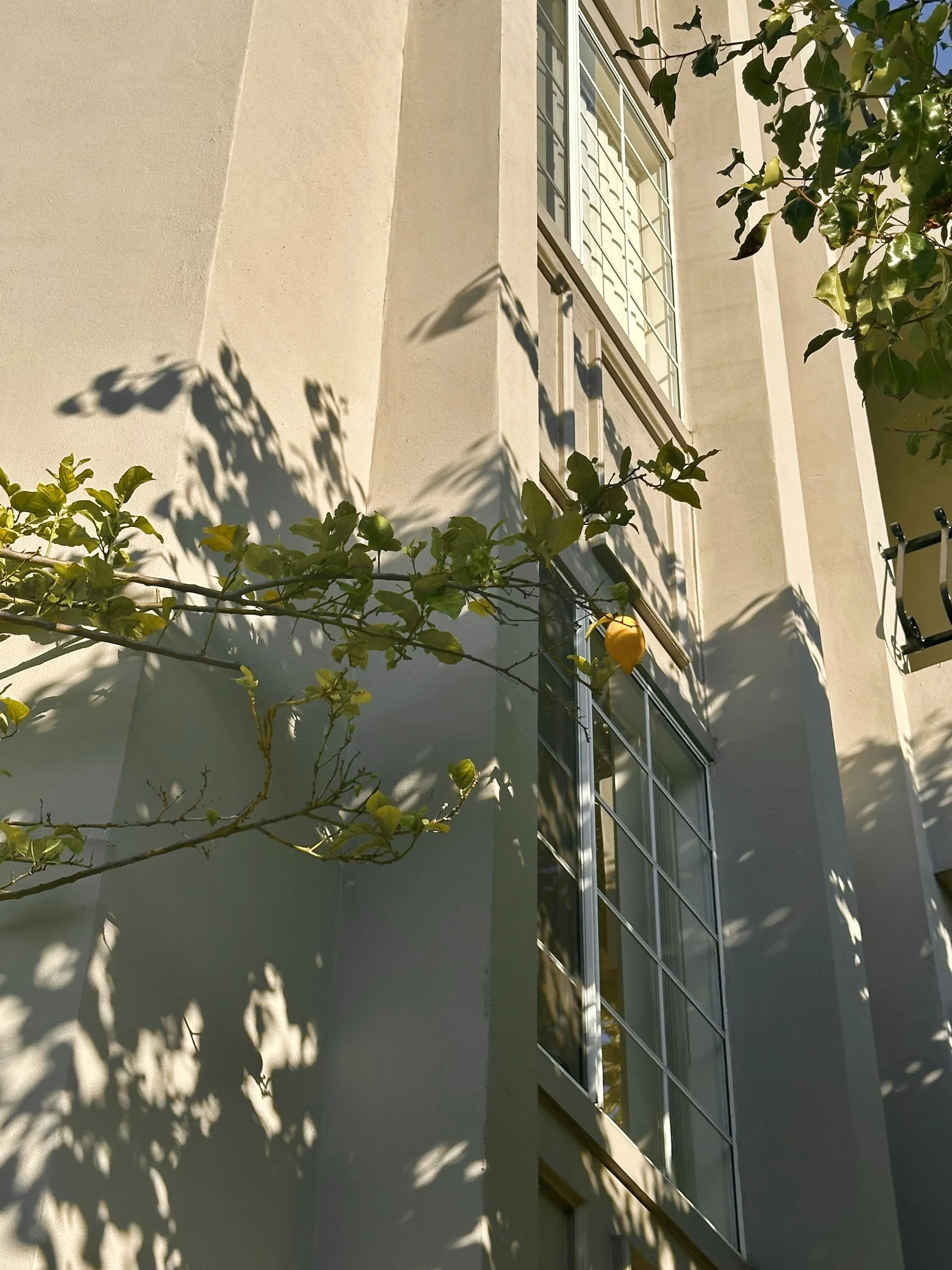 Lemon trees in Los Angeles